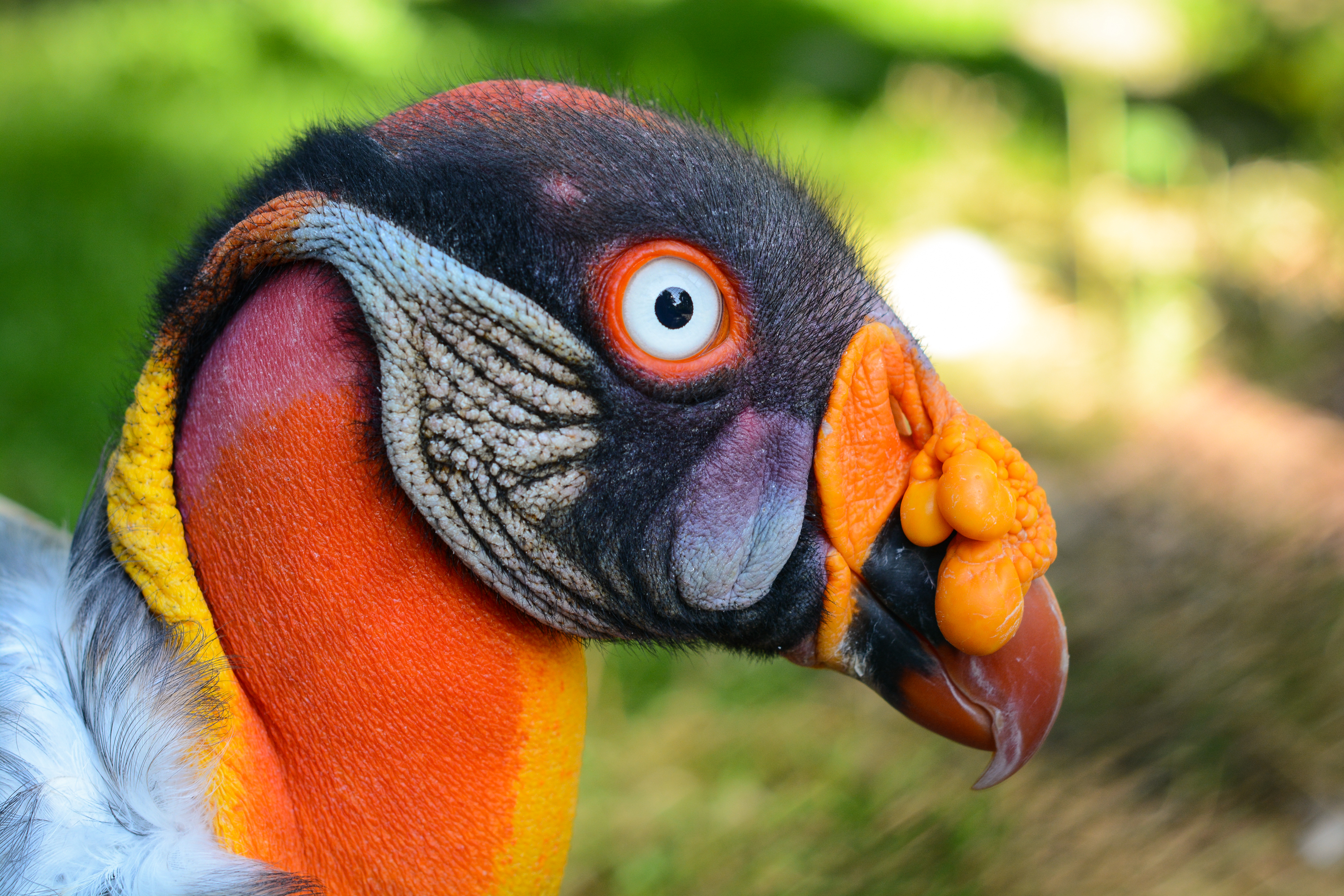 King vulture photo