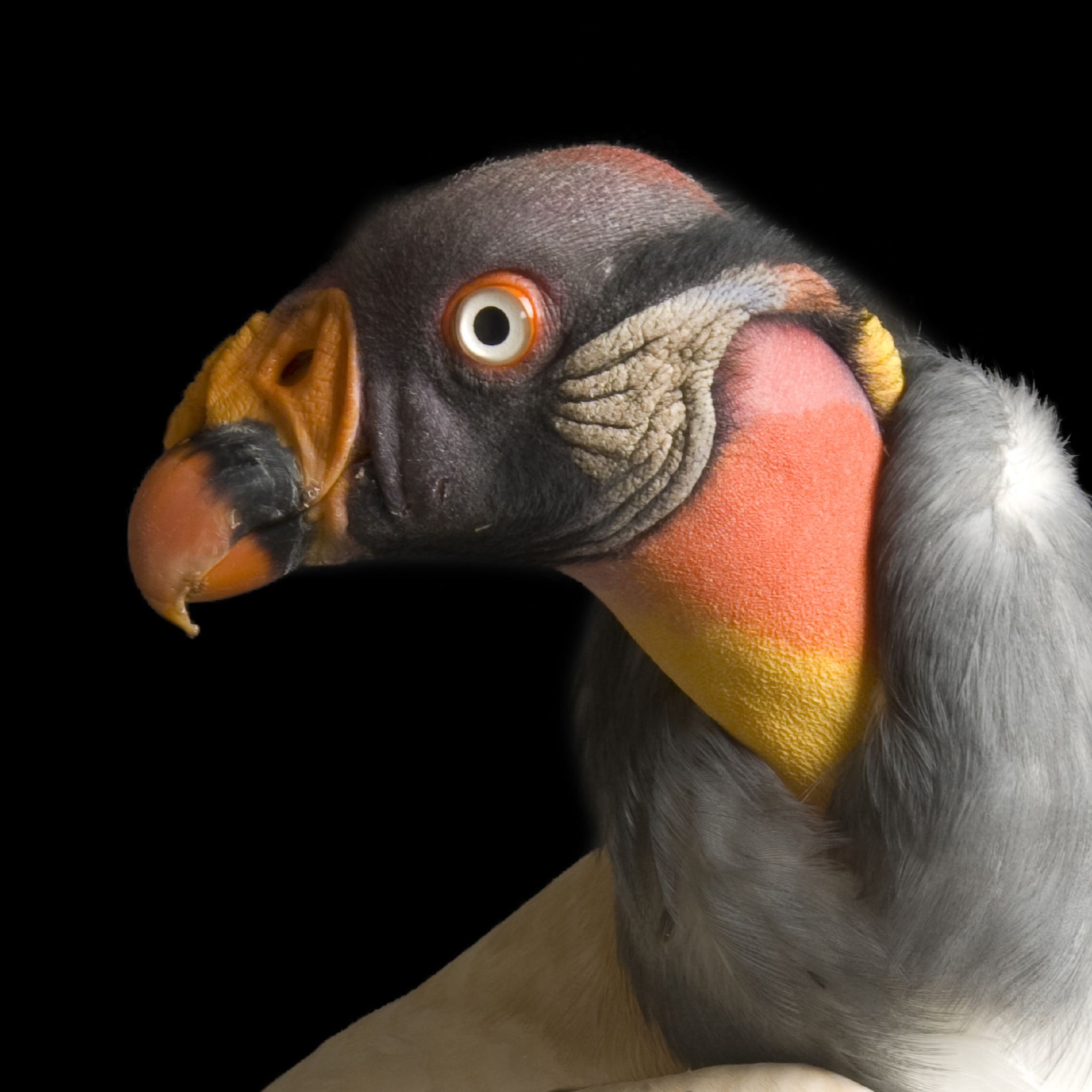 King Vulture | National Geographic