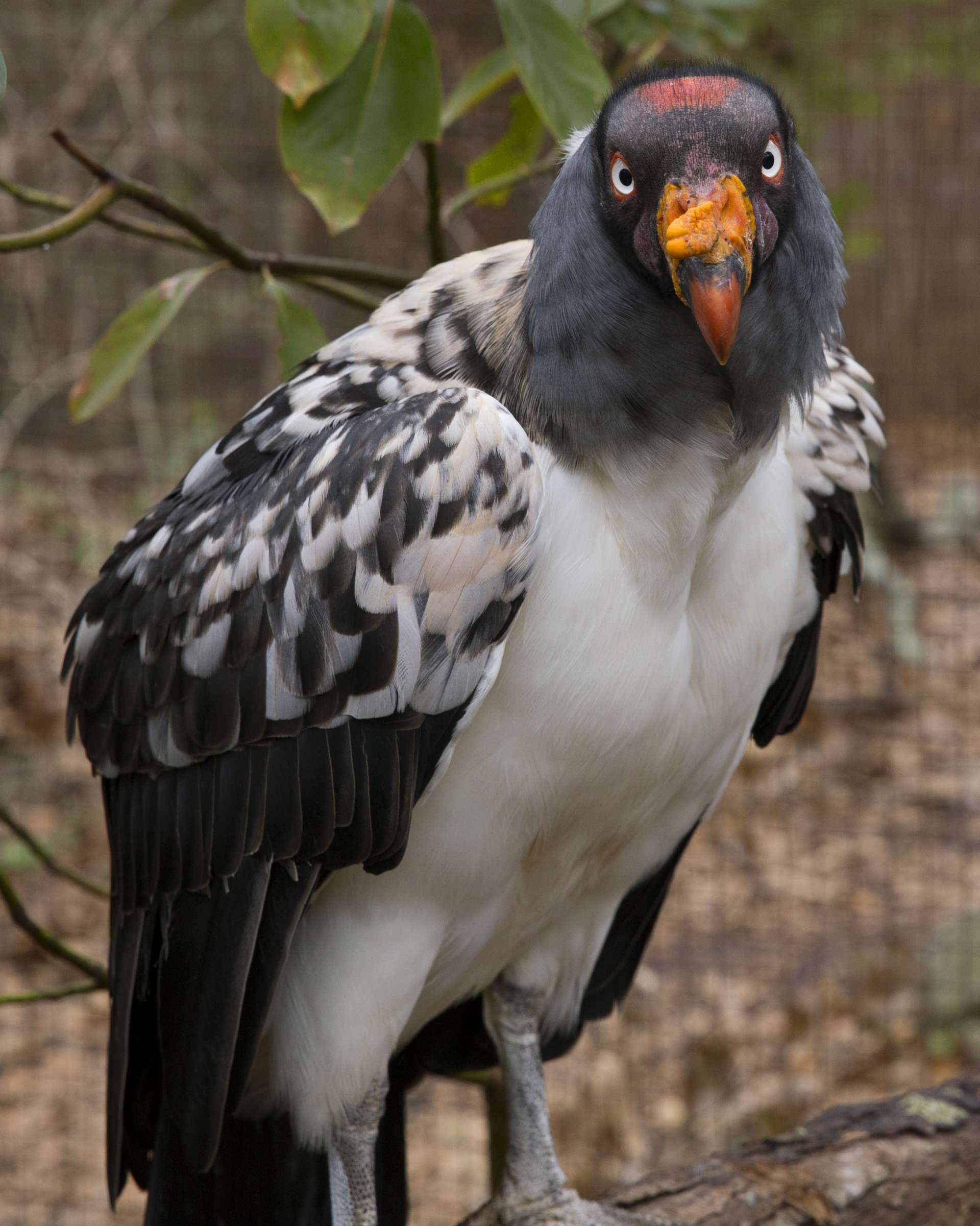 King Vulture - Zoo Atlanta