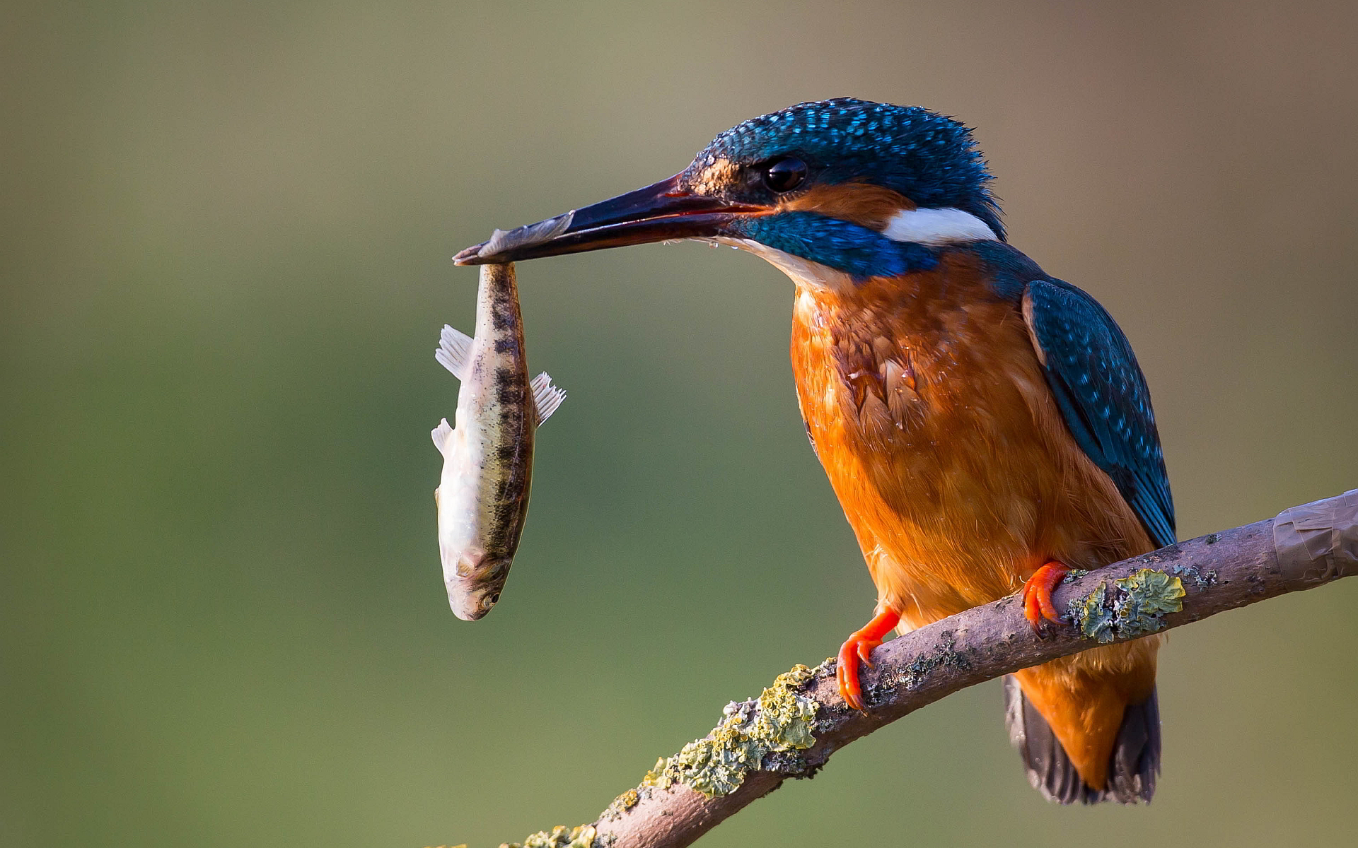Beautiful Kingfisher Bird Images Free Photos Download