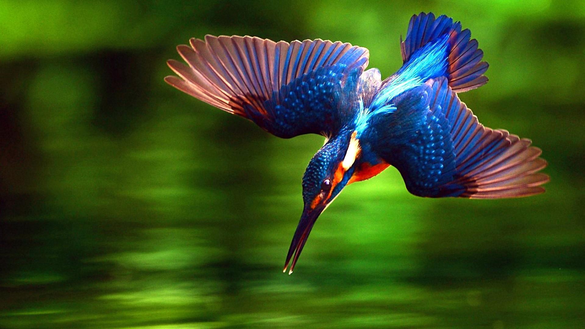 Free photo: Kingfisher Bird - Animal, Bird, Closeup - Free Download
