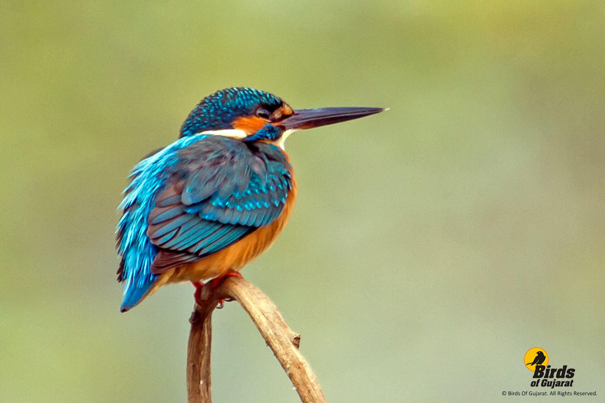 Common Kingfisher (Alcedo atthis) | Birds of Gujarat Online