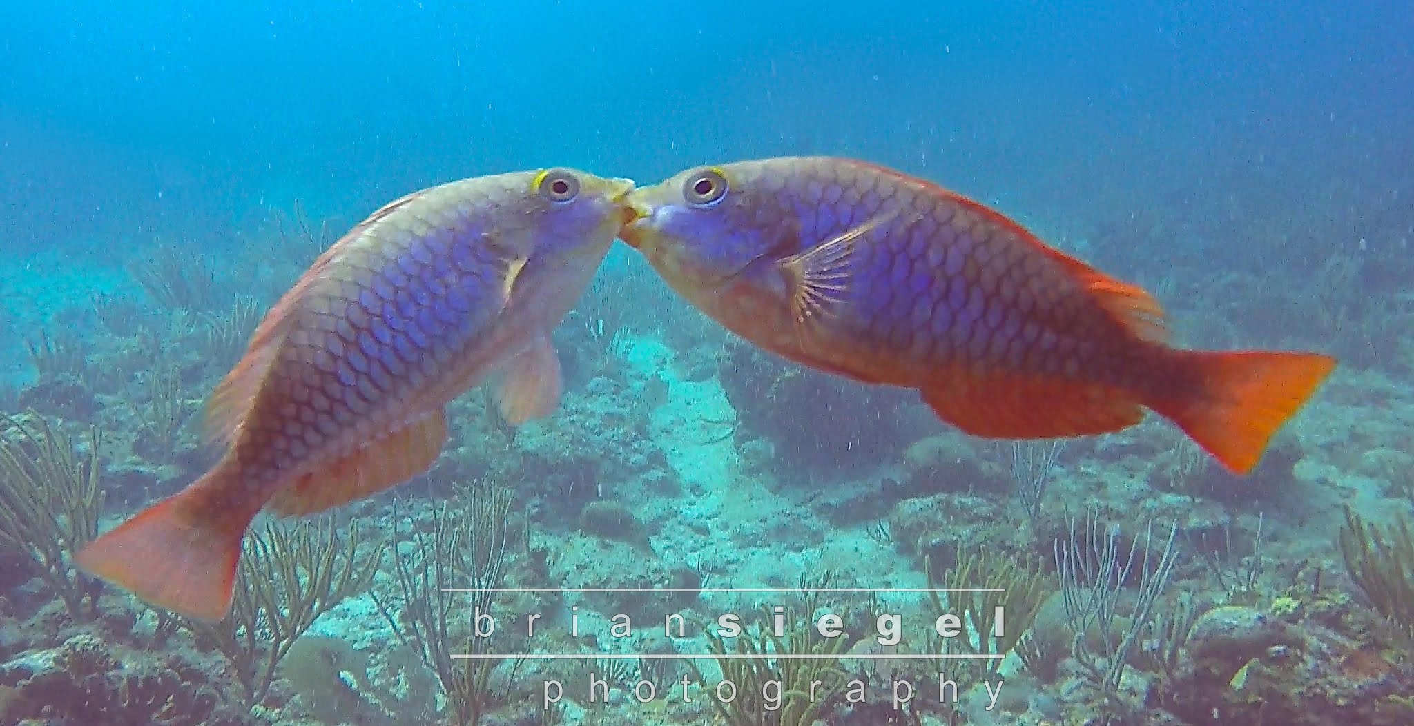 Kissing Fish - YouTube