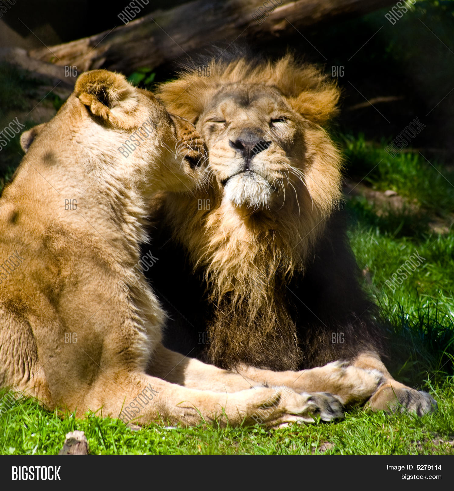 Kissing lions photo