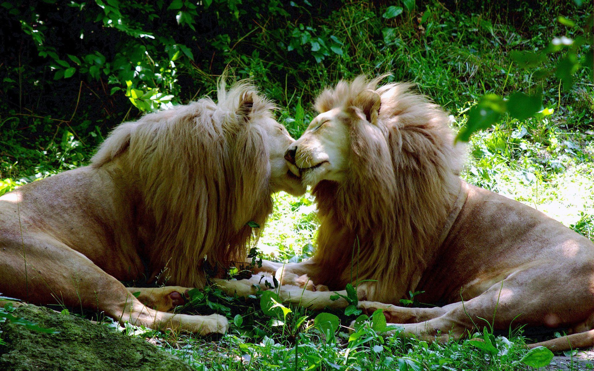 Kissing lions Wallpaper #38001