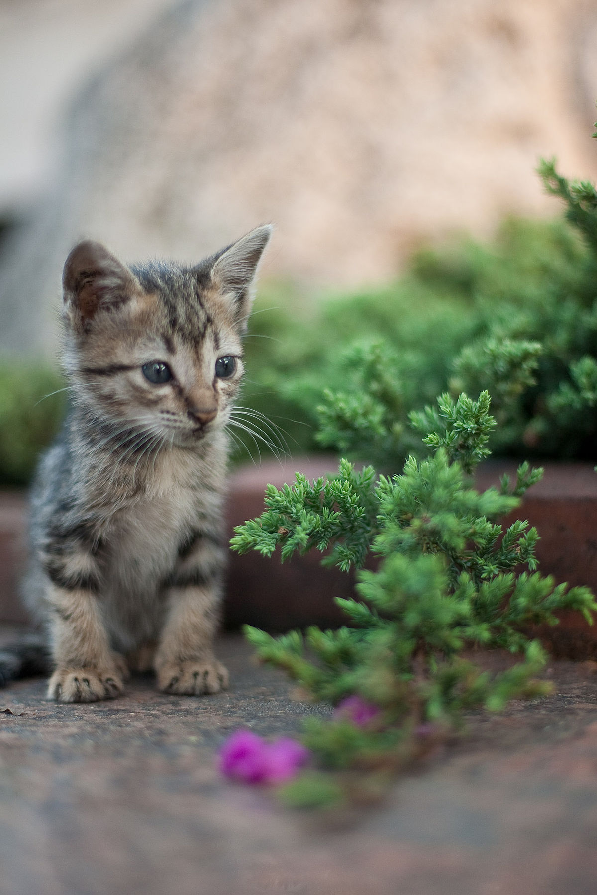 Kitten - Wikipedia