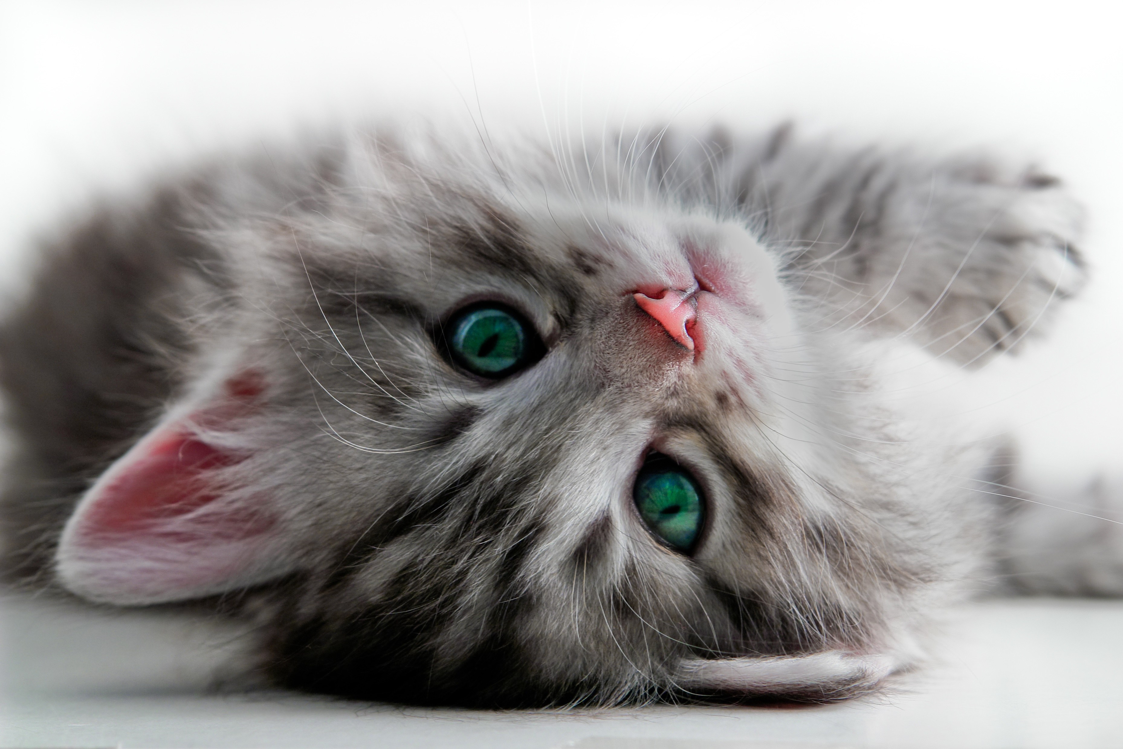 How to Adopt Kittens: 10 Kitten Adoption Do's & Dont's