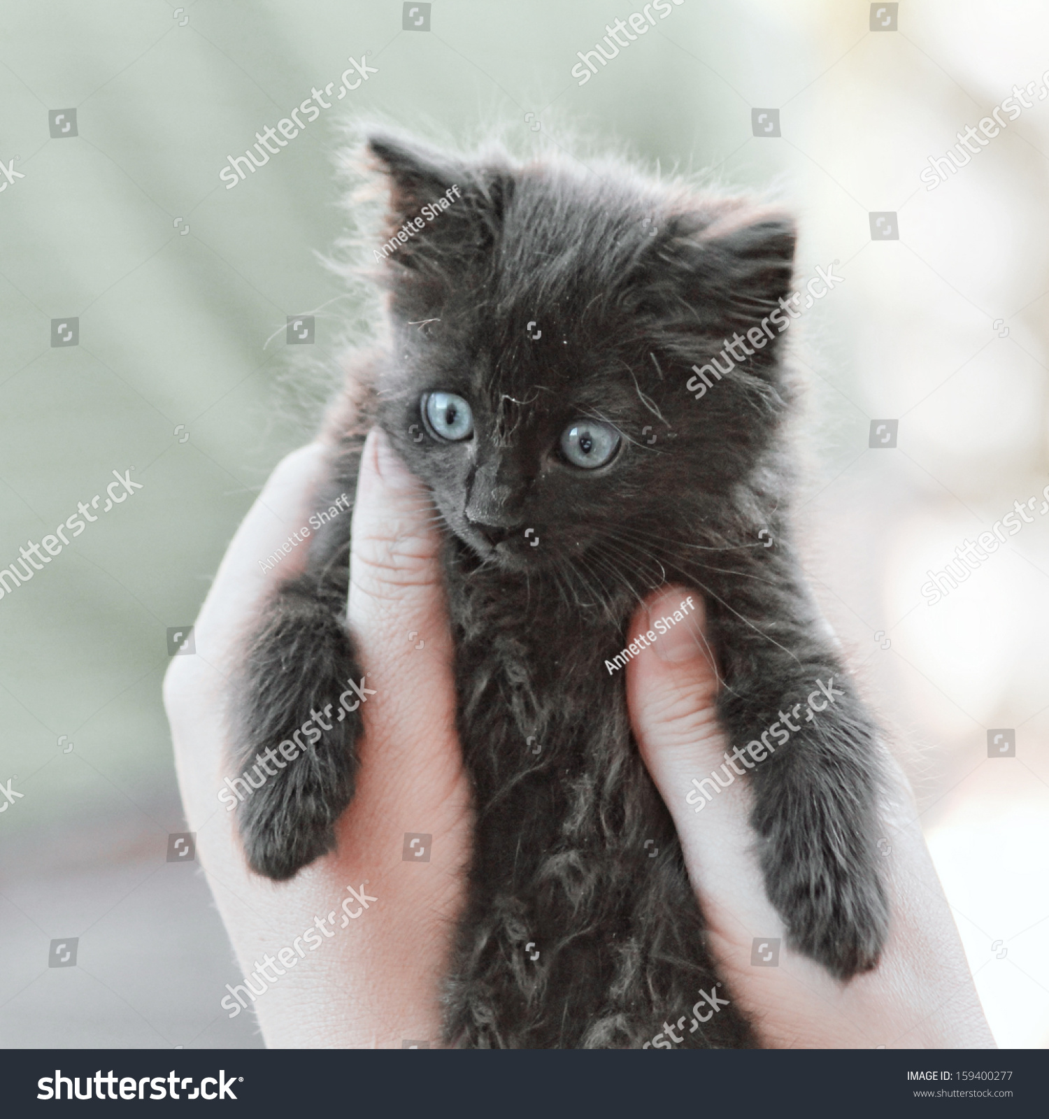 Tiny Kitten Being Held By Two Stock Photo (Royalty Free) 159400277 ...