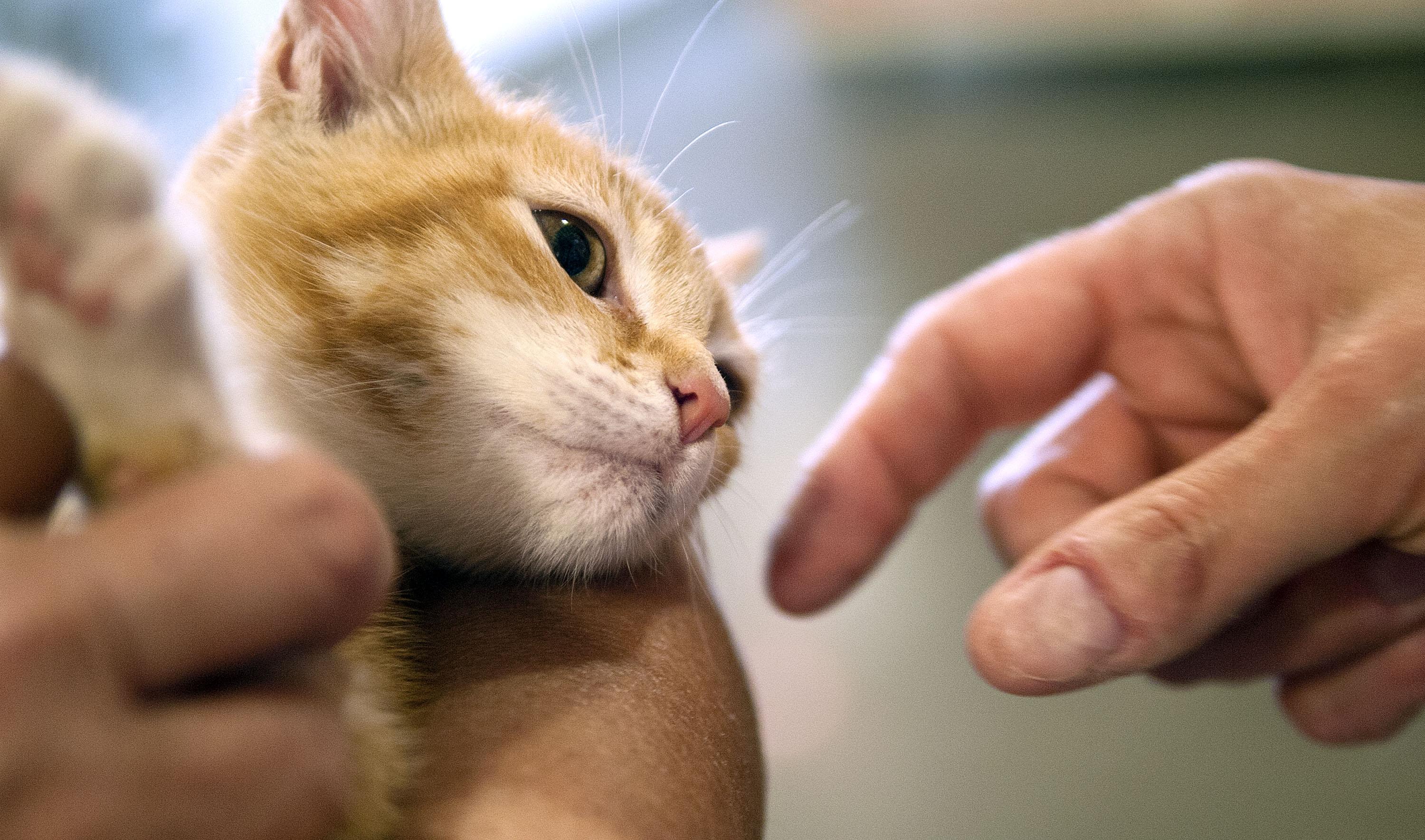 SCRAPS seeking foster homes after influx of cats and kittens | The ...