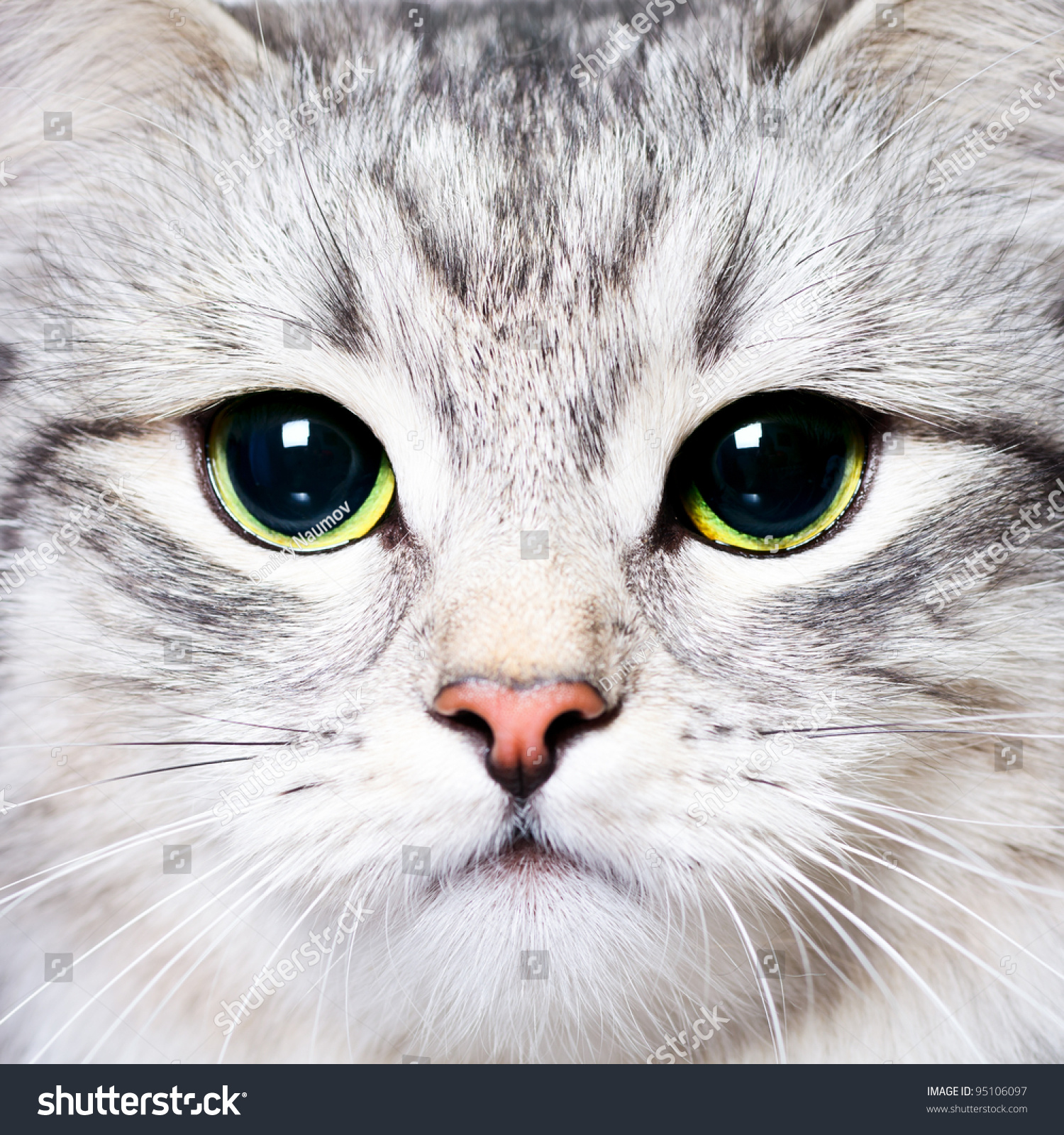 Closeup Portrait Kitten Big Green Eyes Stock Photo (Royalty Free ...