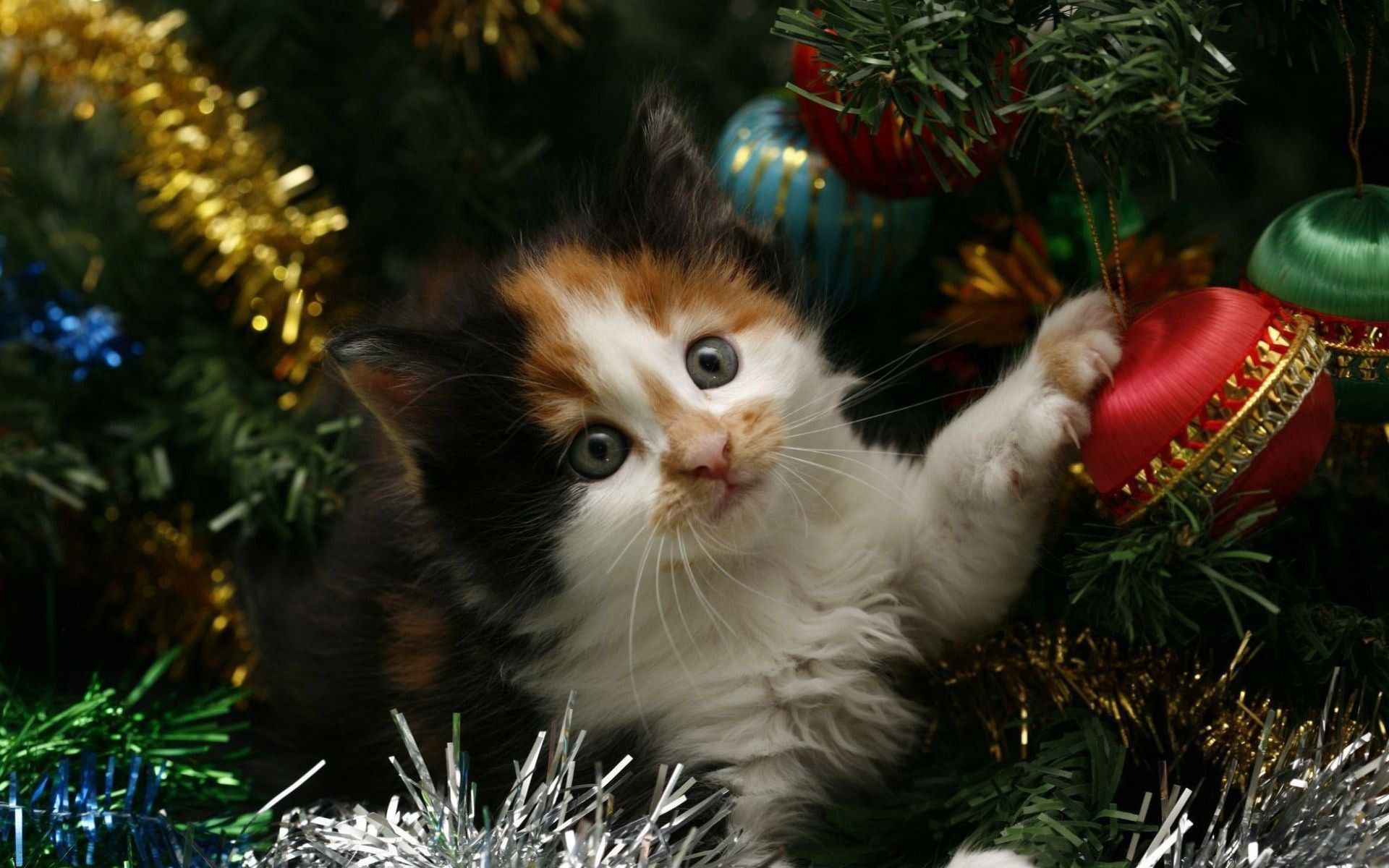 Kitten hiding in the Christmas tree | CATS! GOTTA LOVE FUR BABIES ...