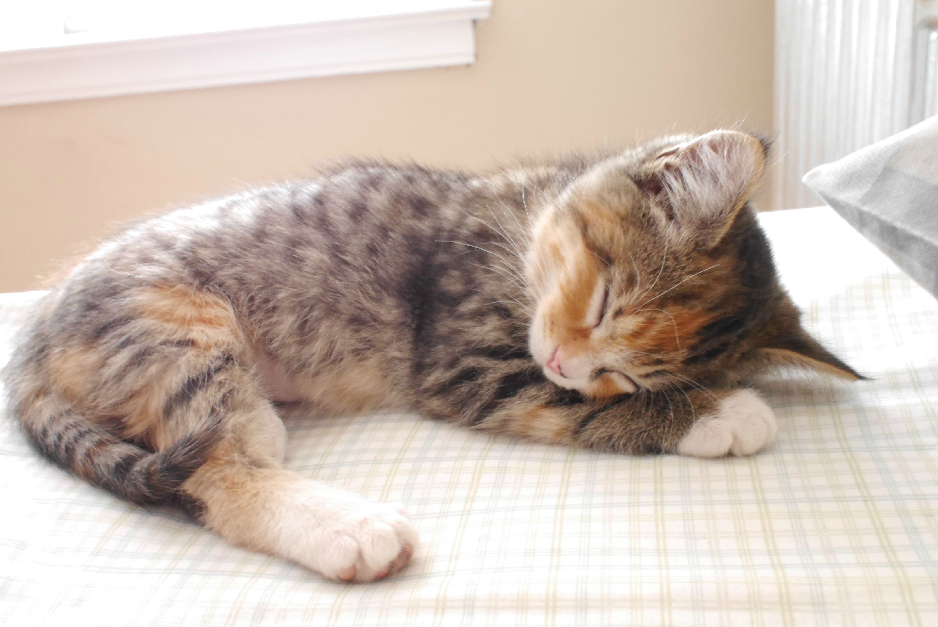 Kitten sleeping photo