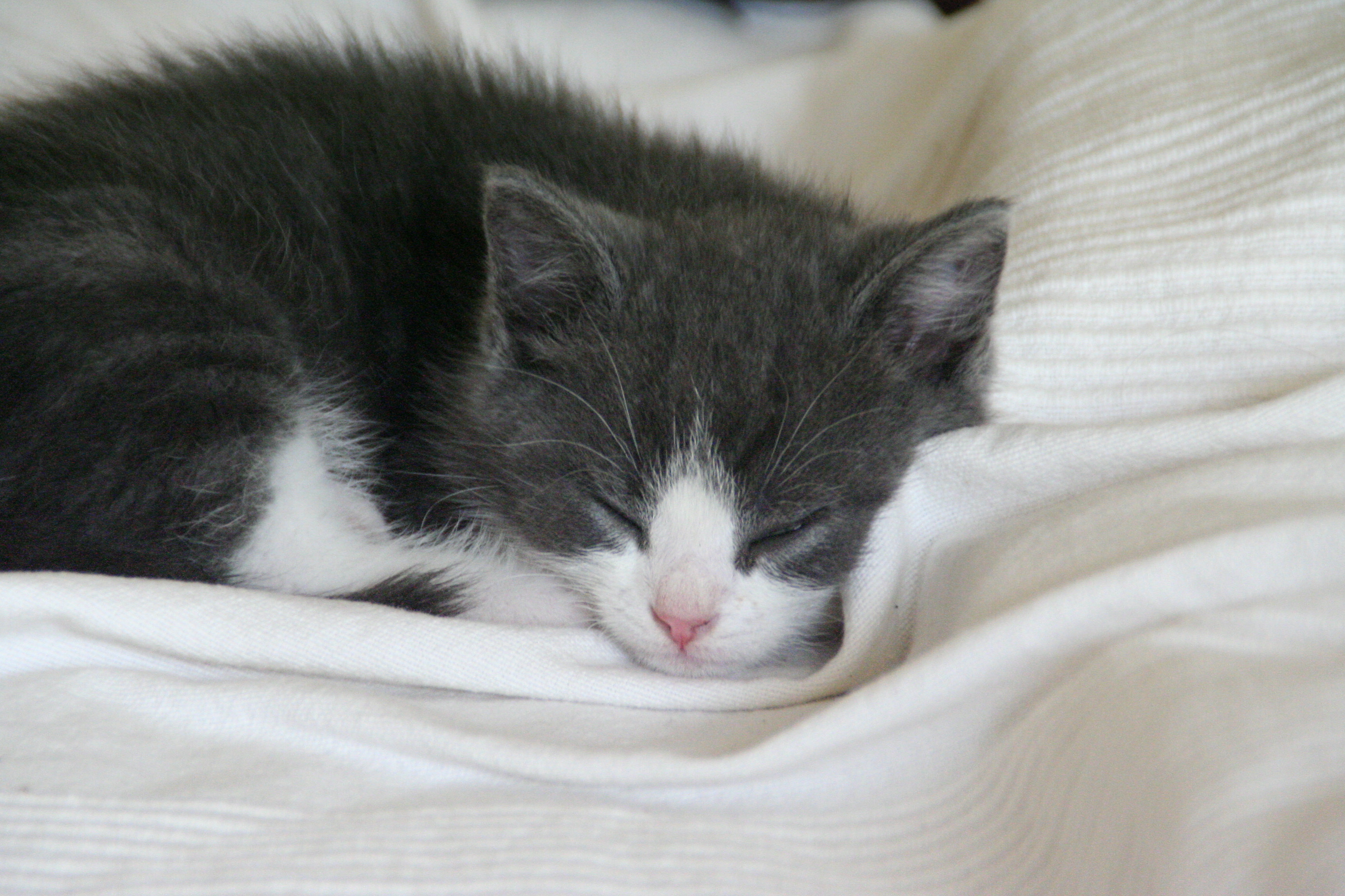 File:Eirik Newth-A sleeping kitten-02.jpg - Wikimedia Commons