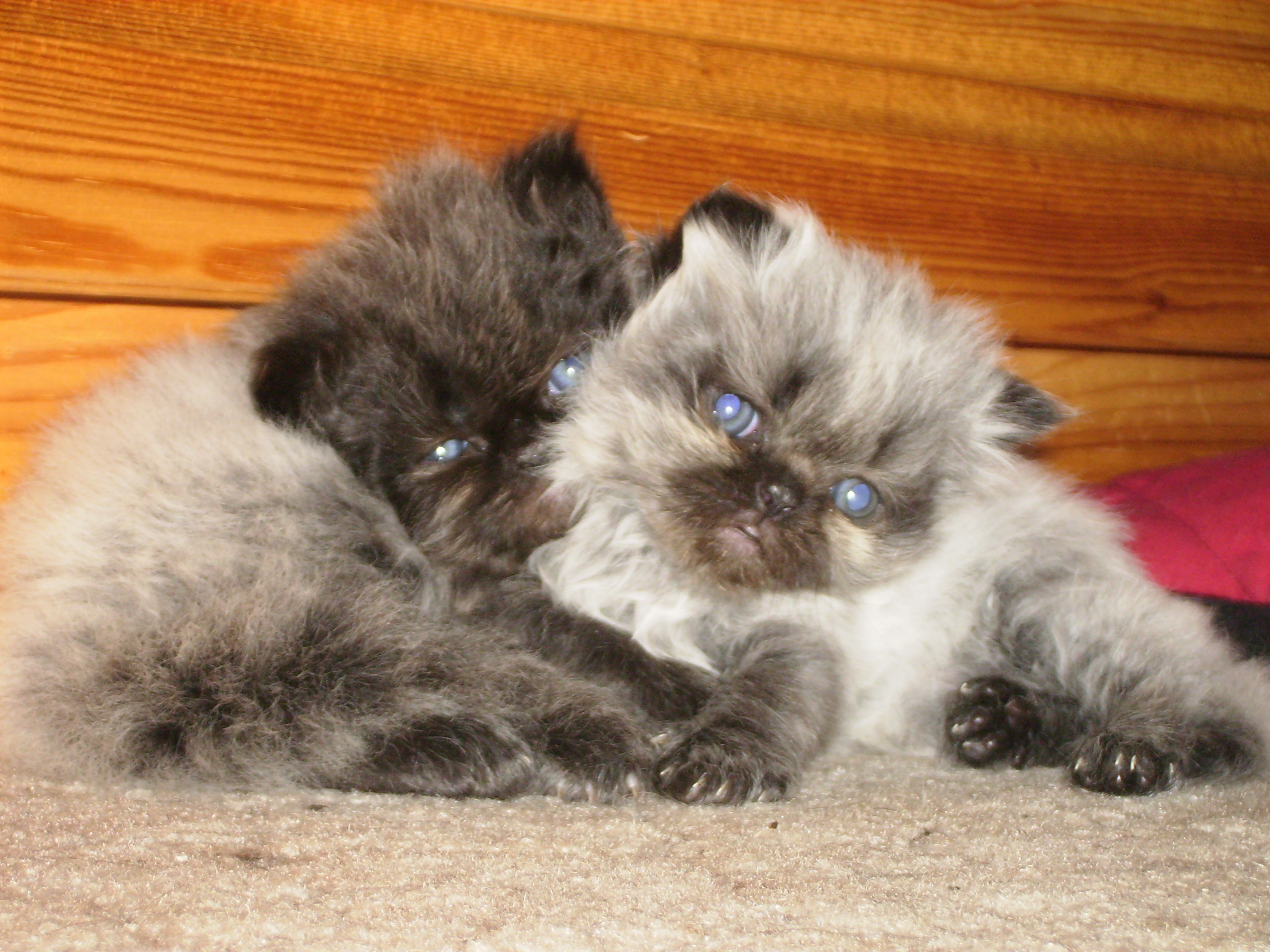 Kittens, Babies, Black, Blue, Bspo06, HQ Photo