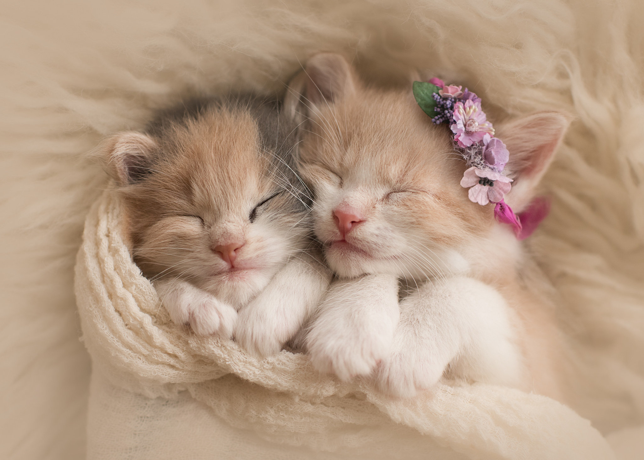 Wallpaper Cute kittens, Adorable, HD, Animals, #5655