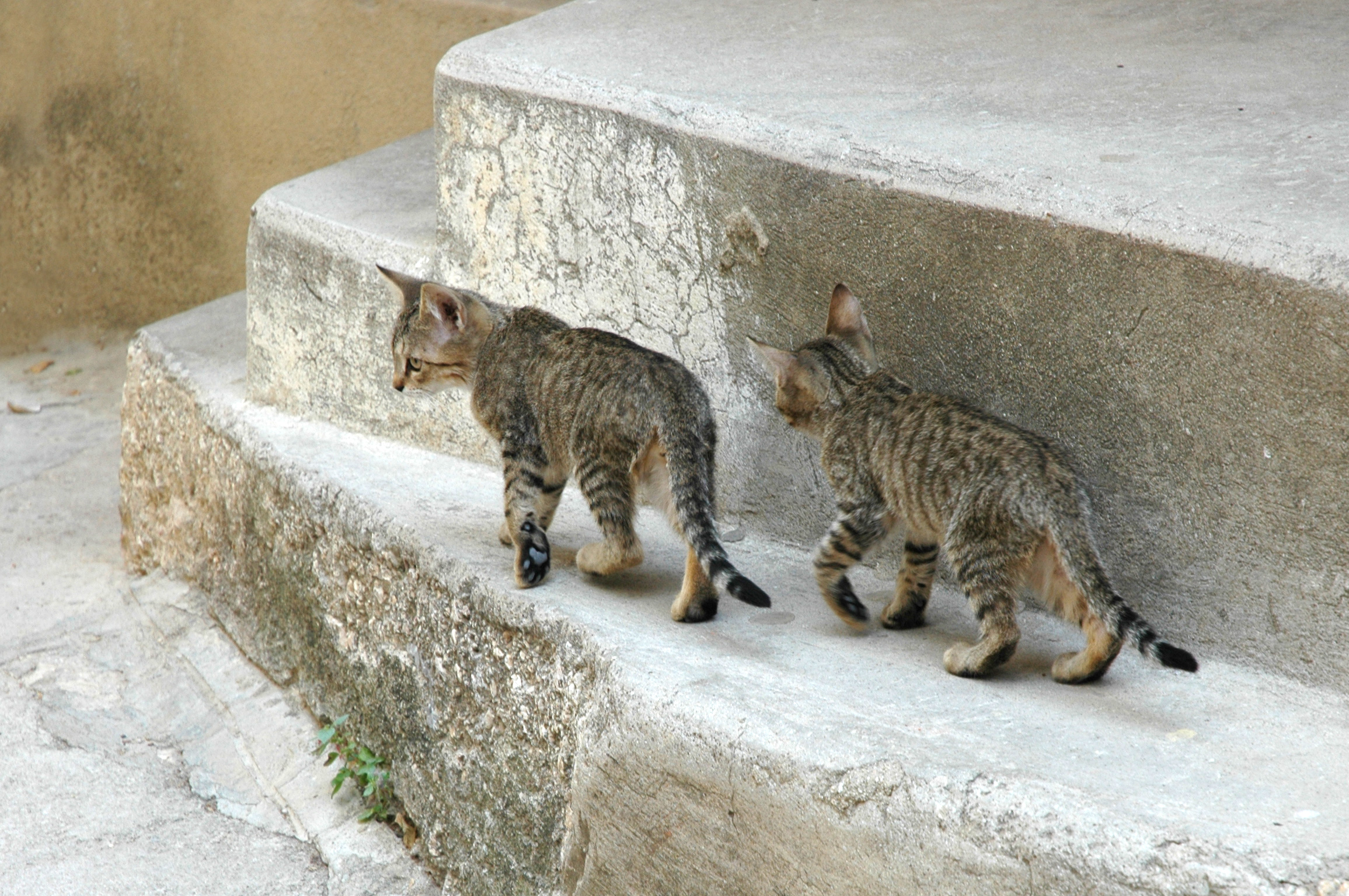 Kittens on the street photo