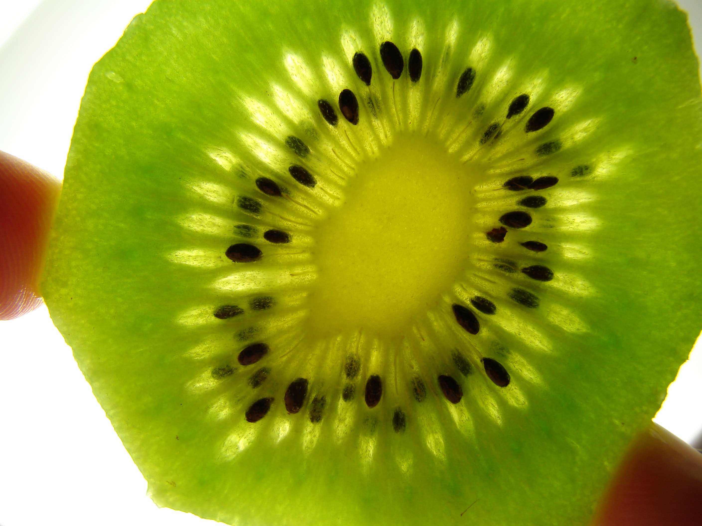 Free stock photo of close-up view, fruit, kiwi