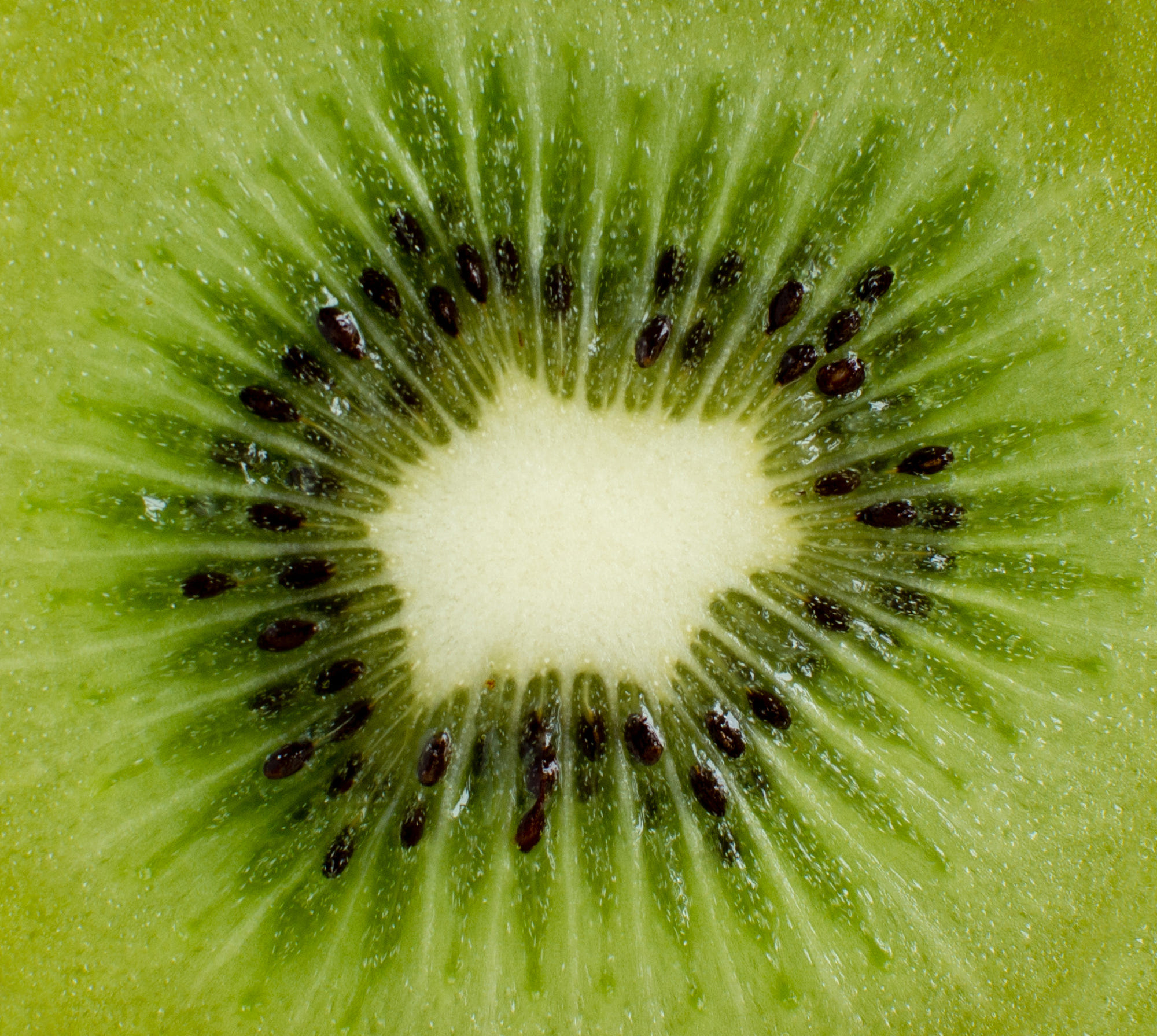 Close up on Kiwi fruit by Petr Nutil - Photo 48807506 / 500px