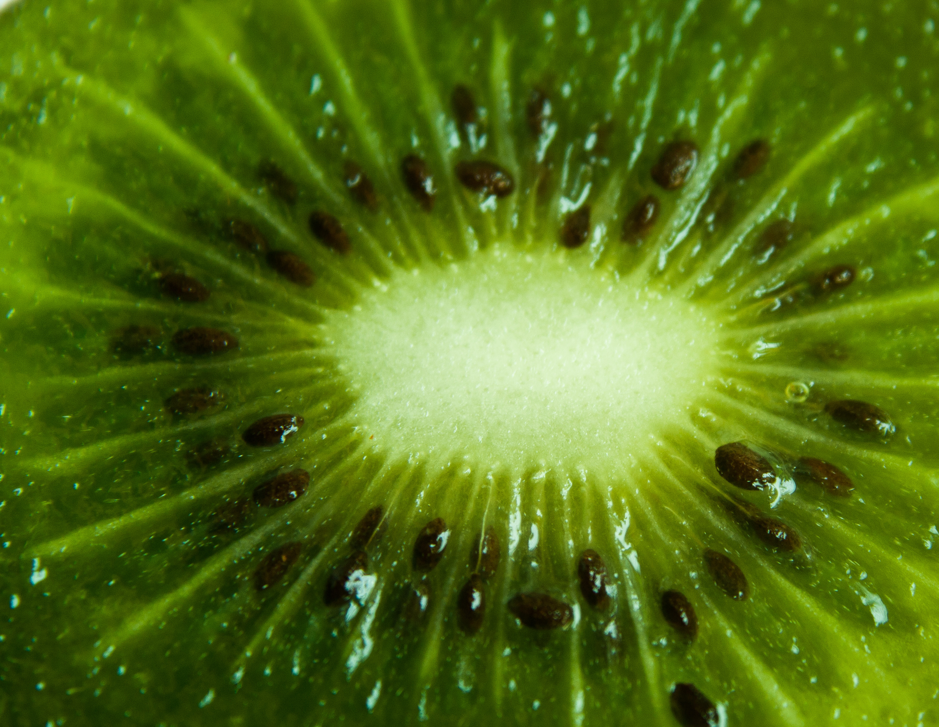 Kiwi Closeup : Public Domain Pictures