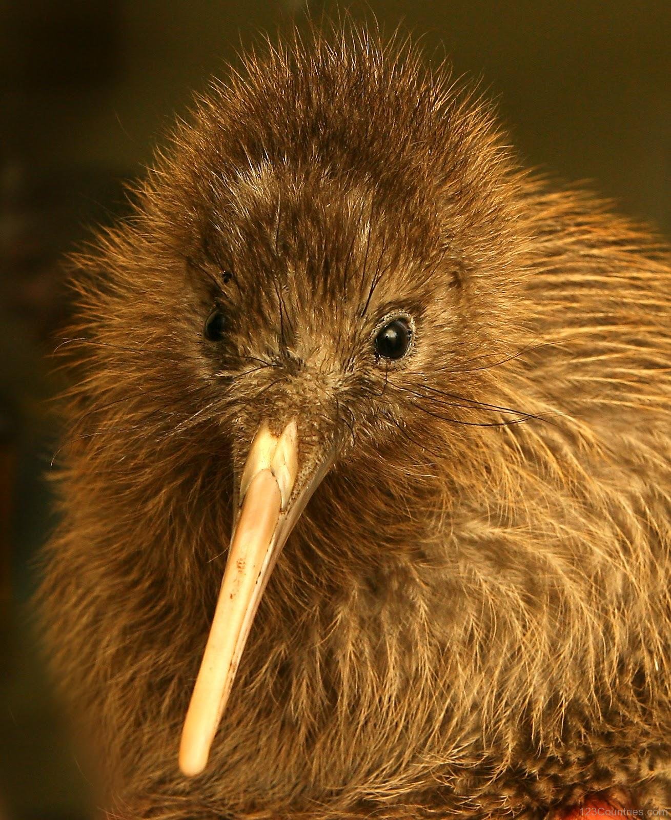 National Bird Of New Zealand -Kiwi - 123Countries.com