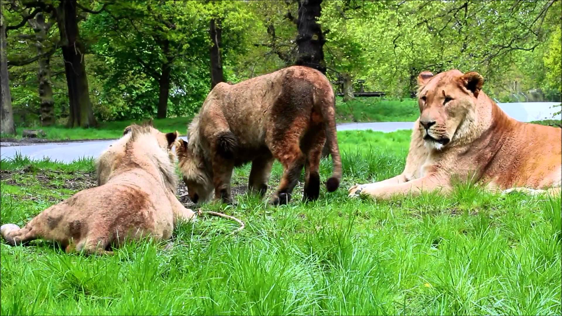 Knowsley Safari Park - African Lions & cubs - YouTube