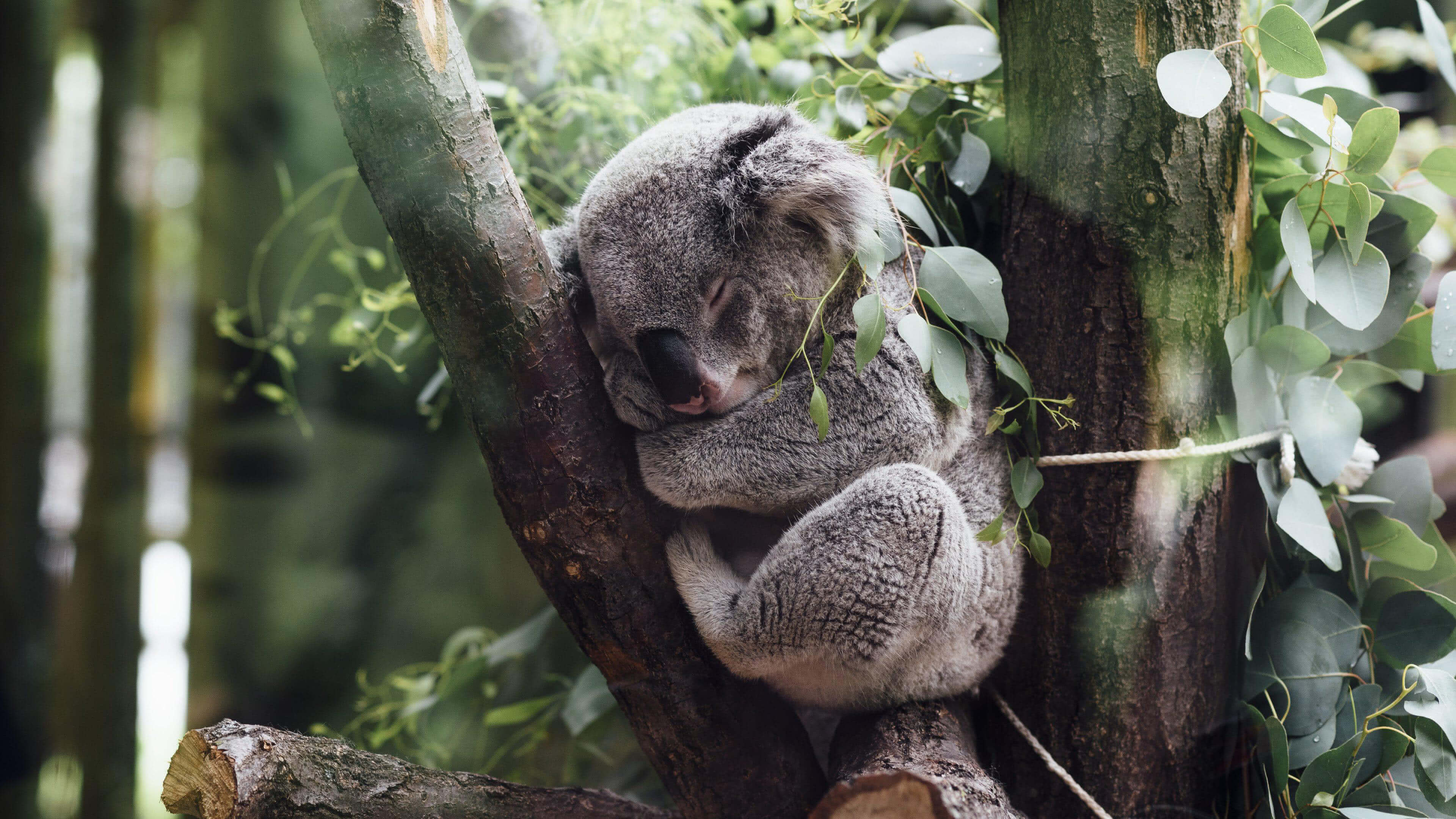 Koala Sleeping In A Tree UHD 4K Wallpaper | Pixelz