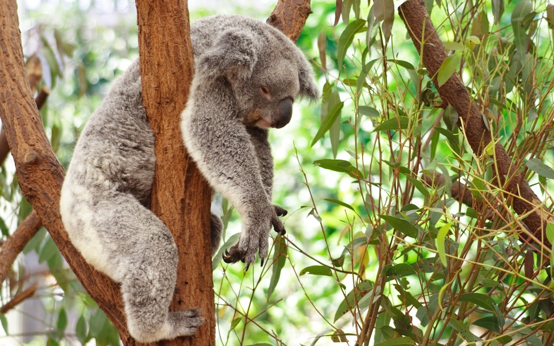 Koala Full HD Wallpaper and Background Image | 1920x1200 | ID:547470