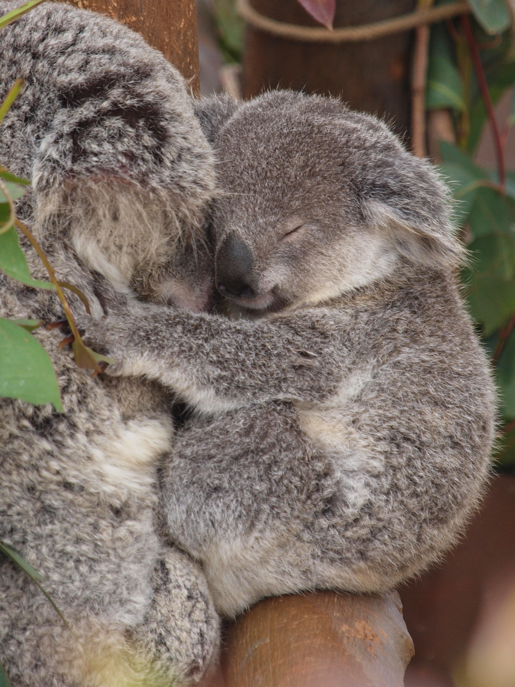 Capt Mondo's Photo Blog » Blog Archive » Sleeping Koala and its Mother