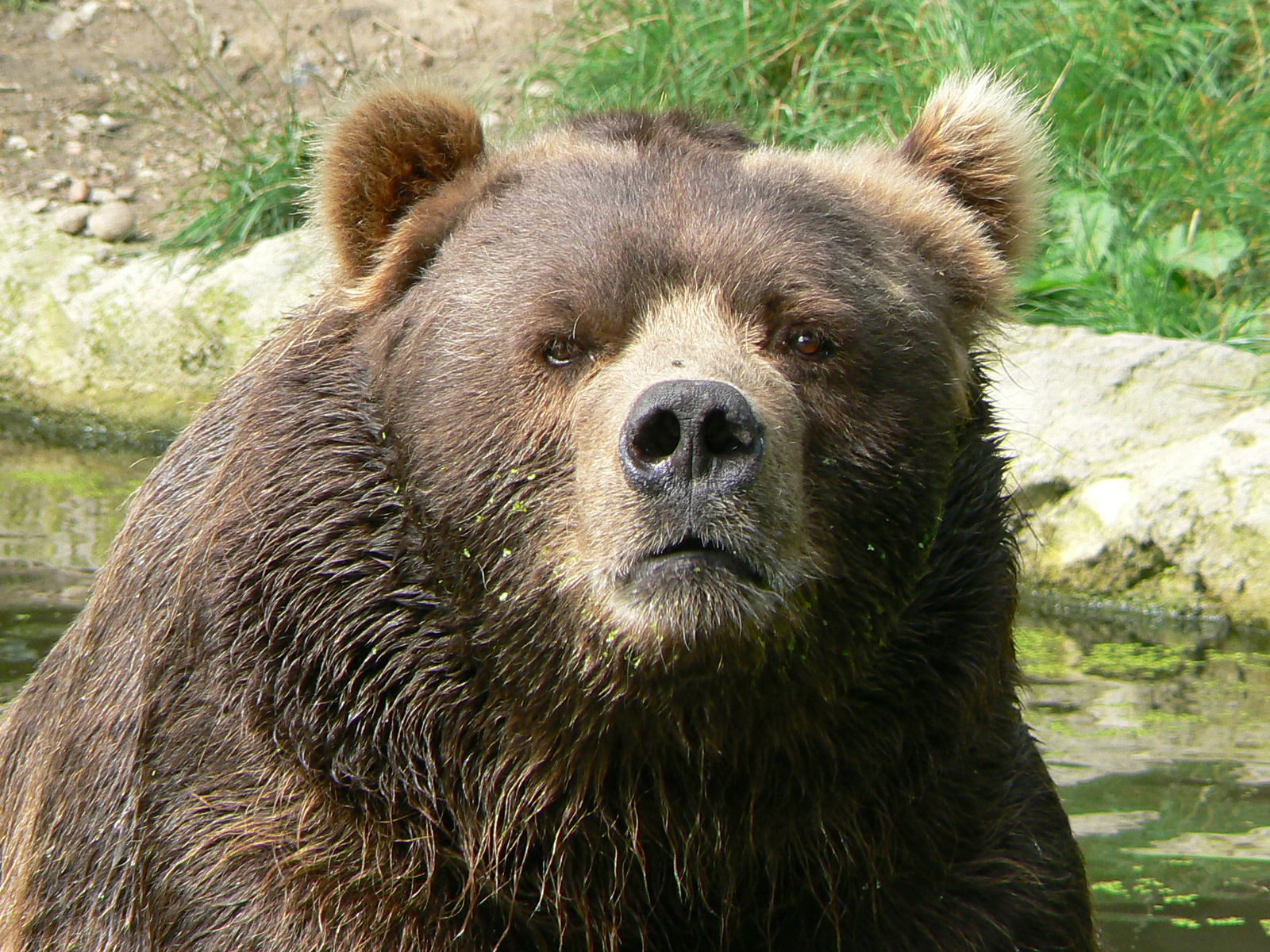 File:Male kodiak bear face.JPG - Wikimedia Commons
