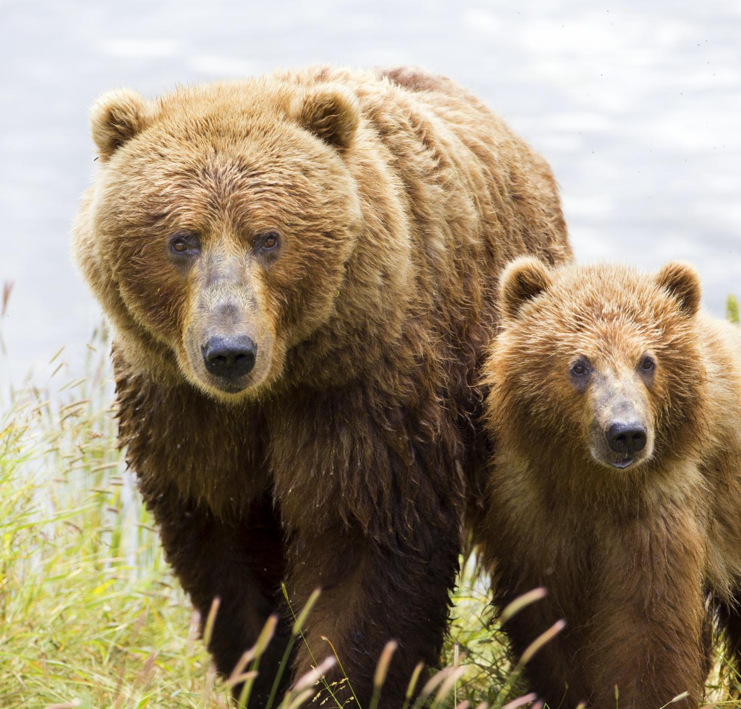 Kodiak bears found to switch to eating elderberries instead of ...