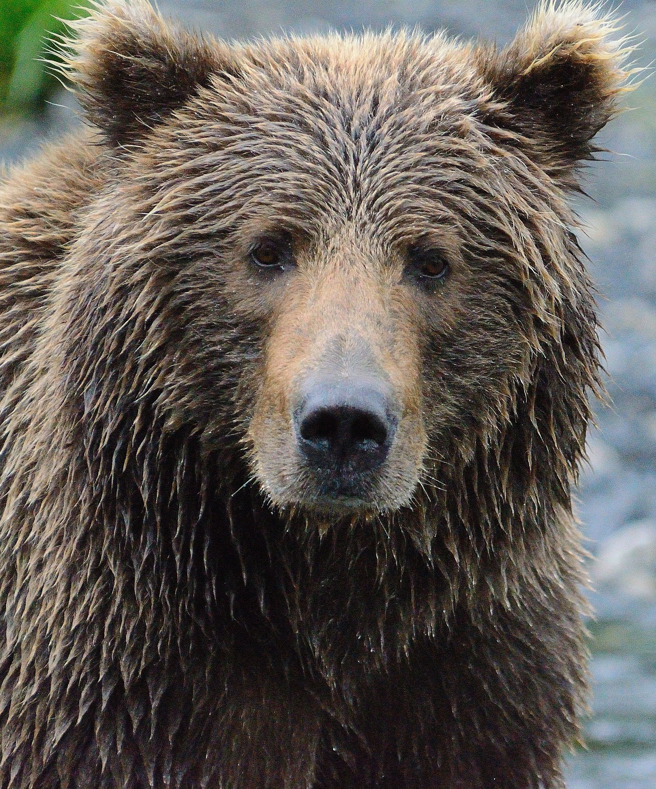 What is a Kodiak Bear? - Robin Barefield