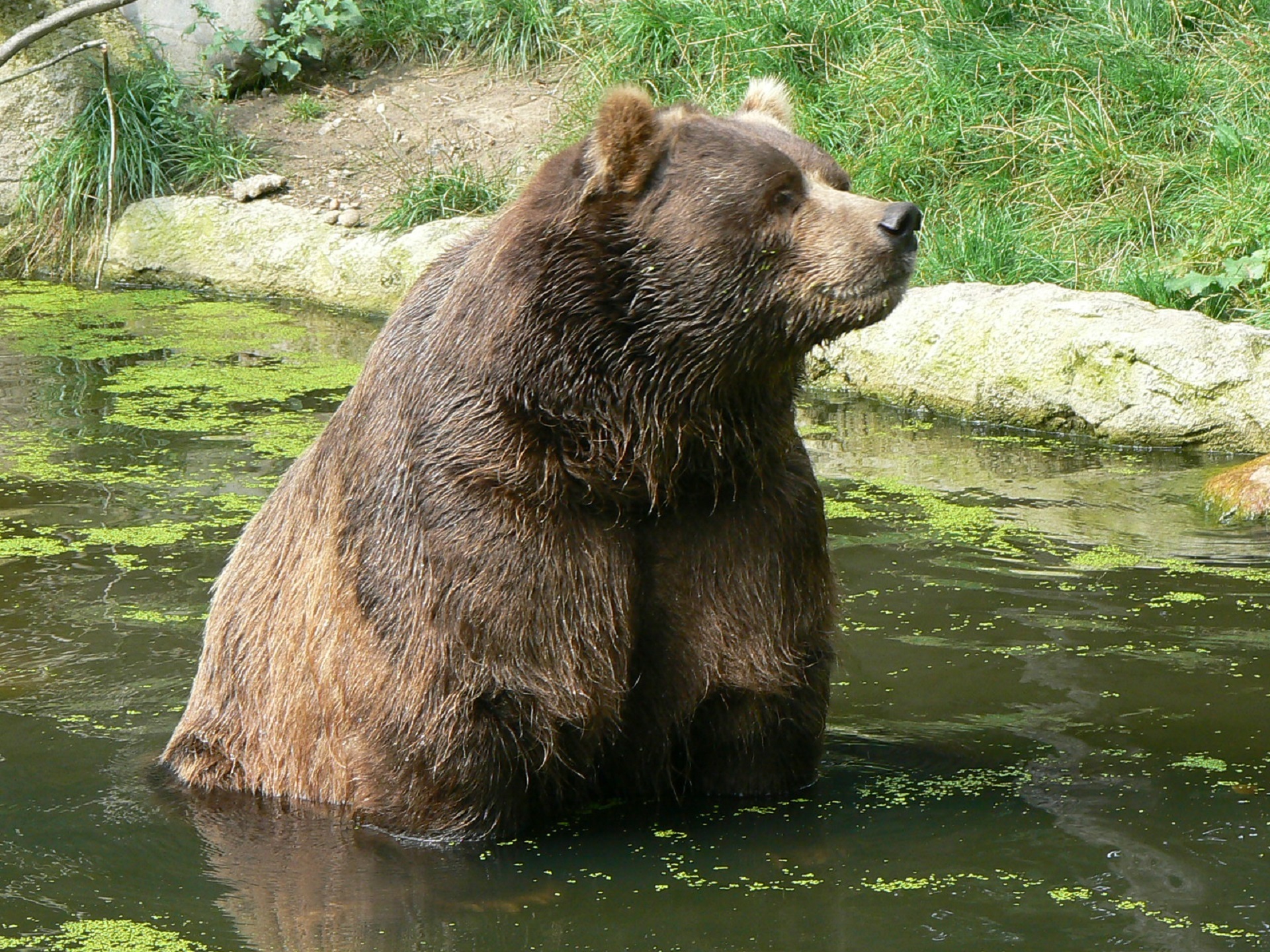 Игры бурый медведь. Бурый медведь Кадьяк. Кадьяк (медведь). Медведь бурый Кодиак. Самый большой бурый медведь Кадьяк.