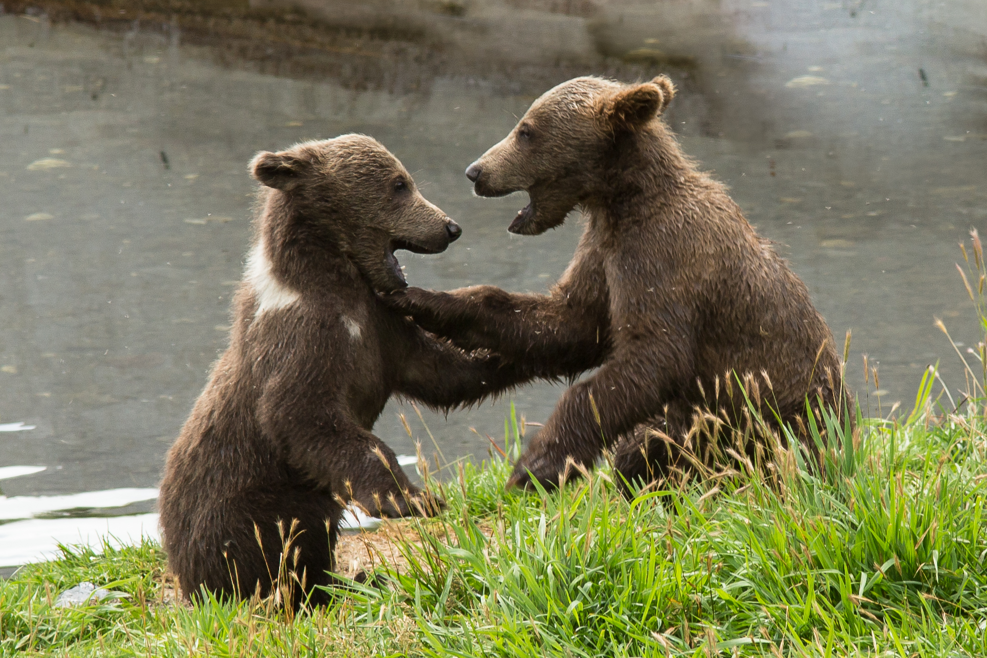 File:Kodiak brown bears FWS 18385.jpg - Wikimedia Commons