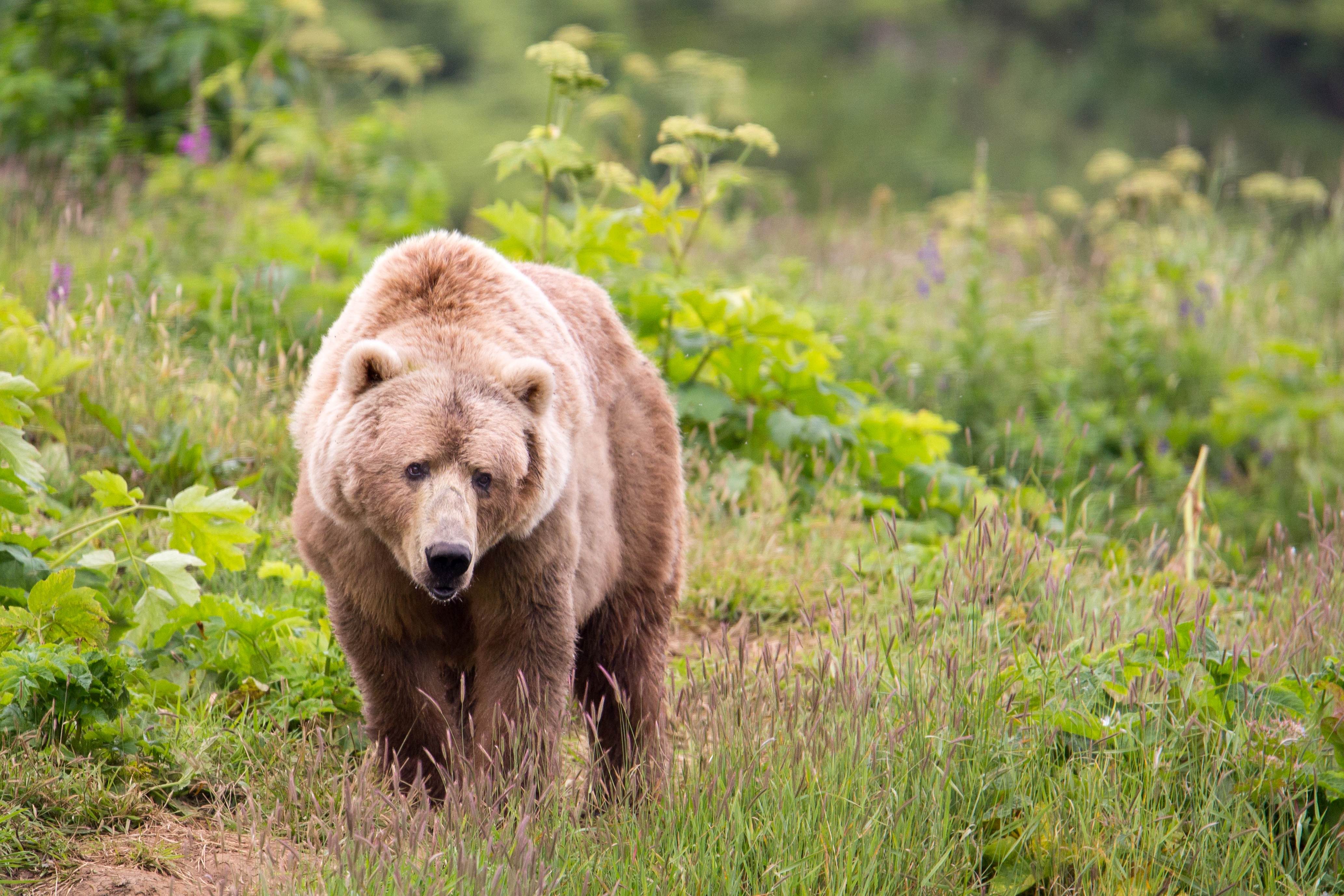 Free picture: big, Kodiak, brown bear, omnivore, walking, nature