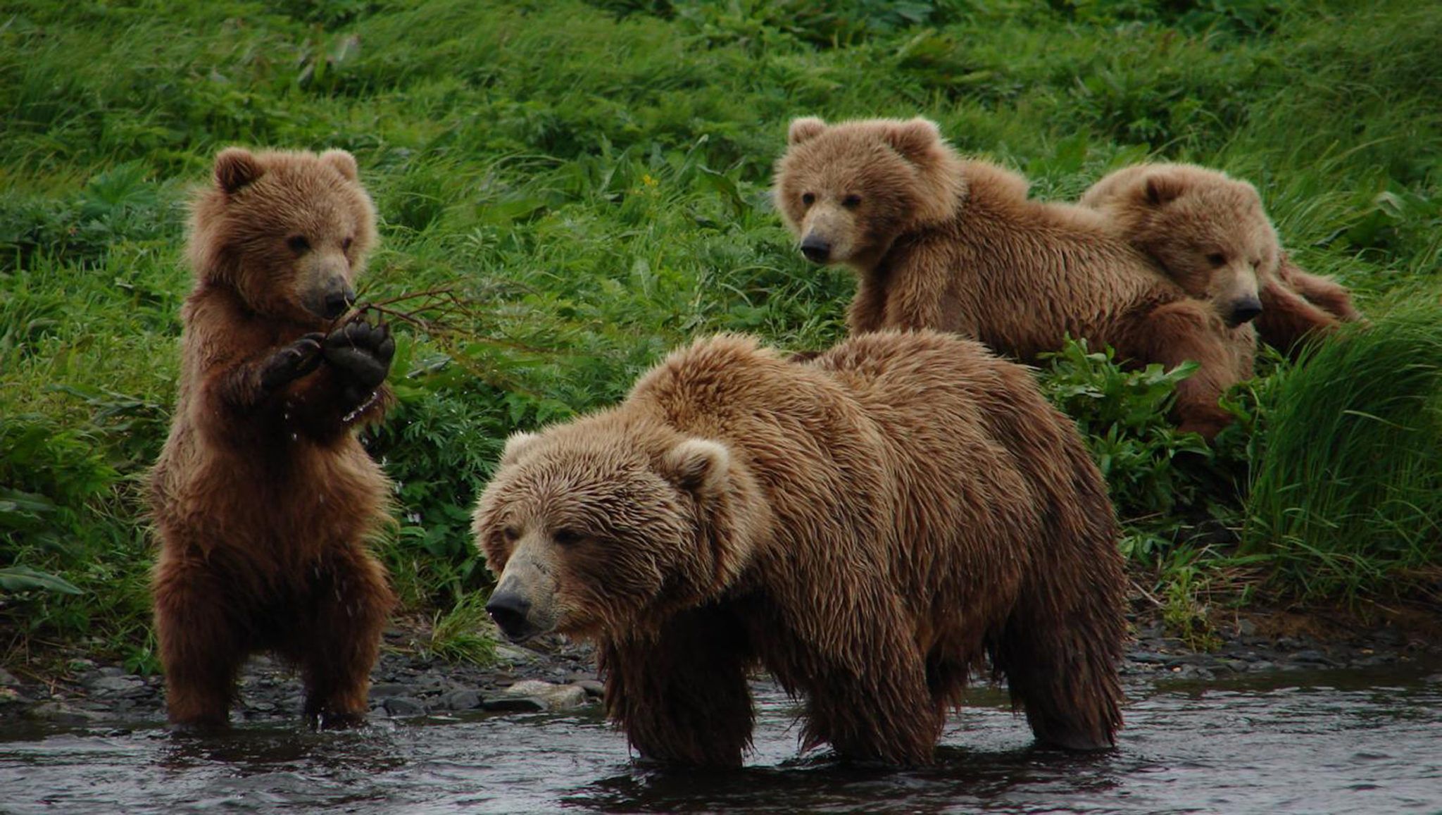 Grizzly Bears vs Brown Bears : Differences | Alaska tours, Brown ...