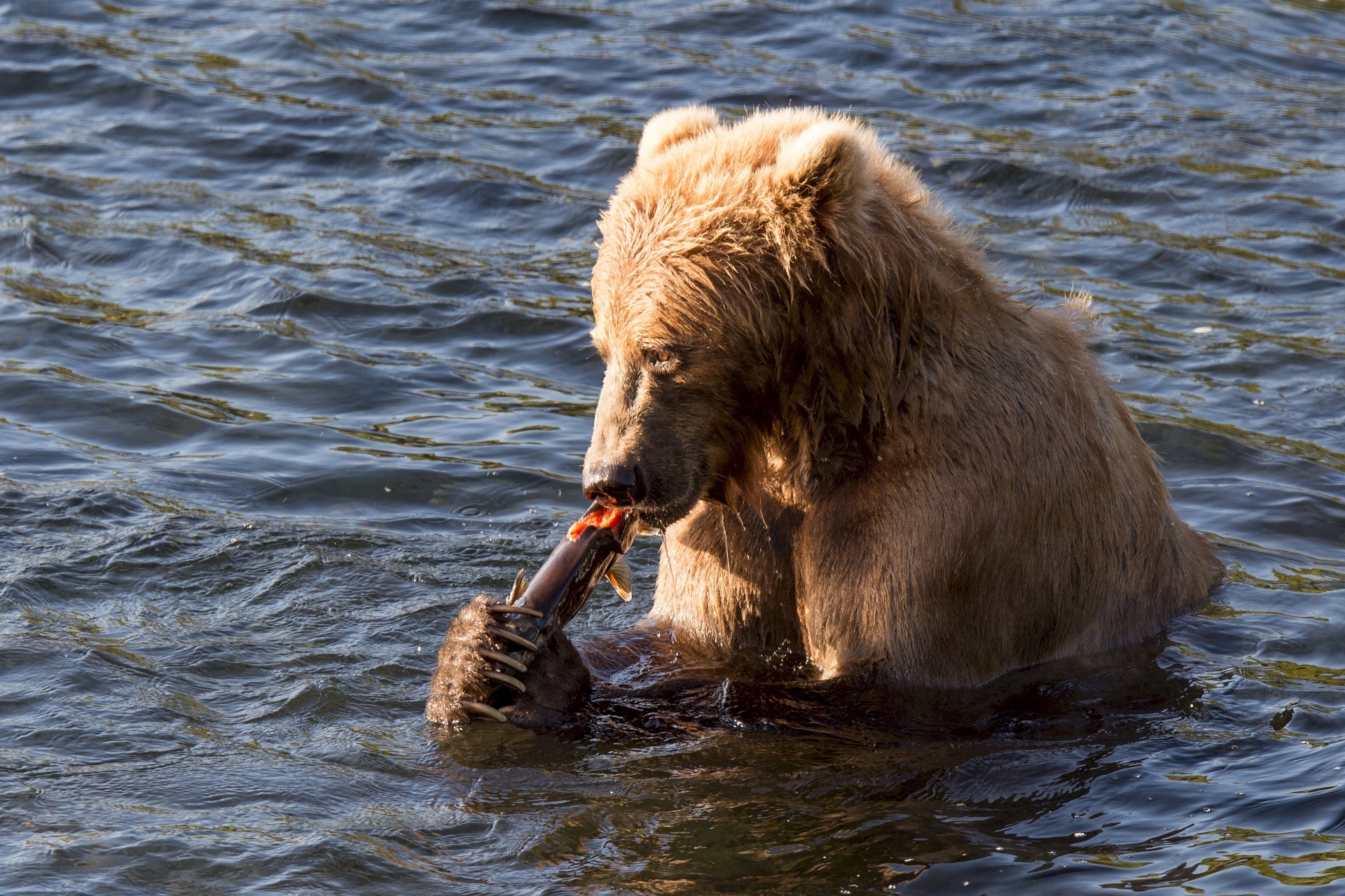 Бурый медведь ест рыбу