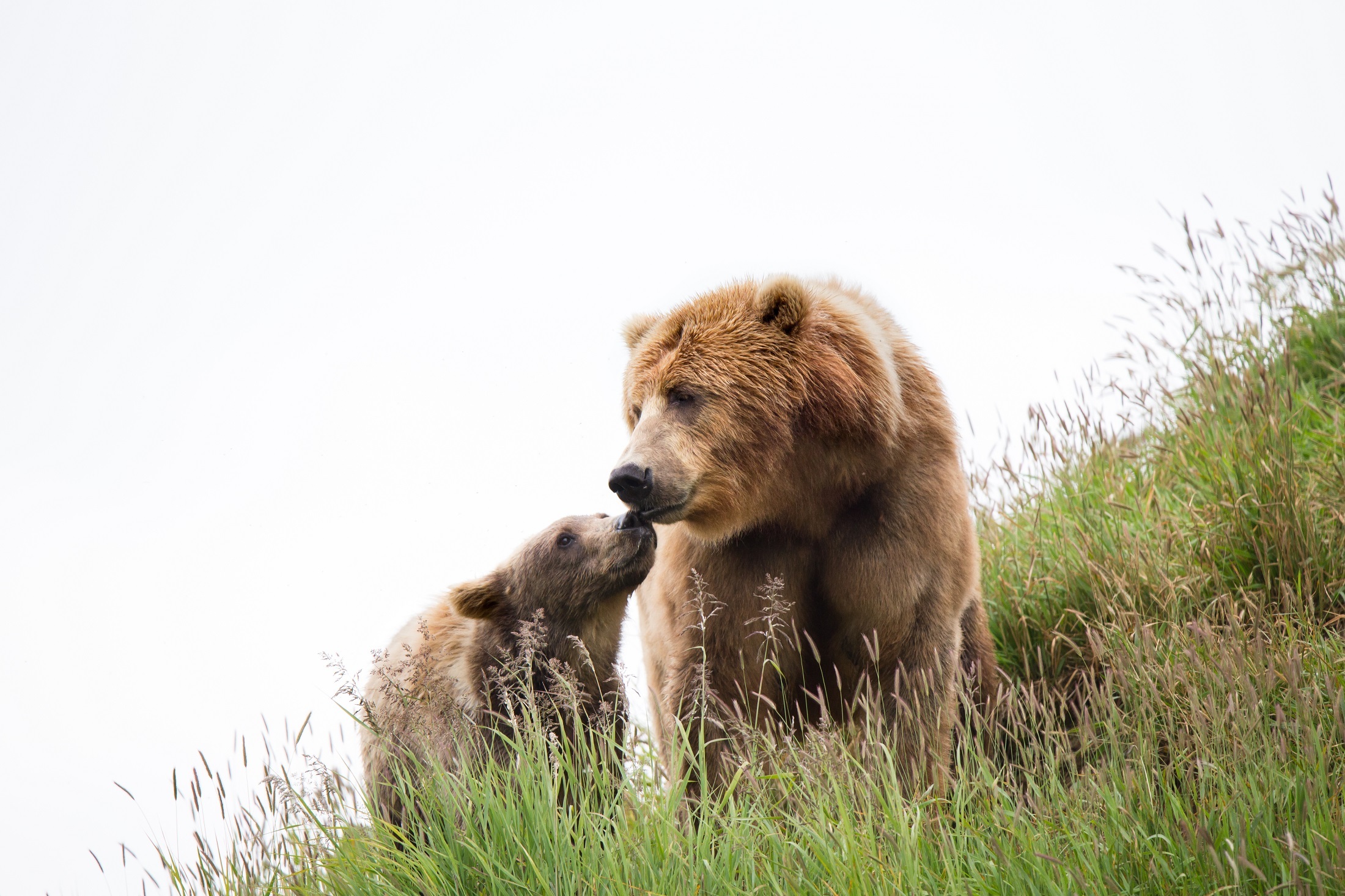 Kodiak brown bears photo