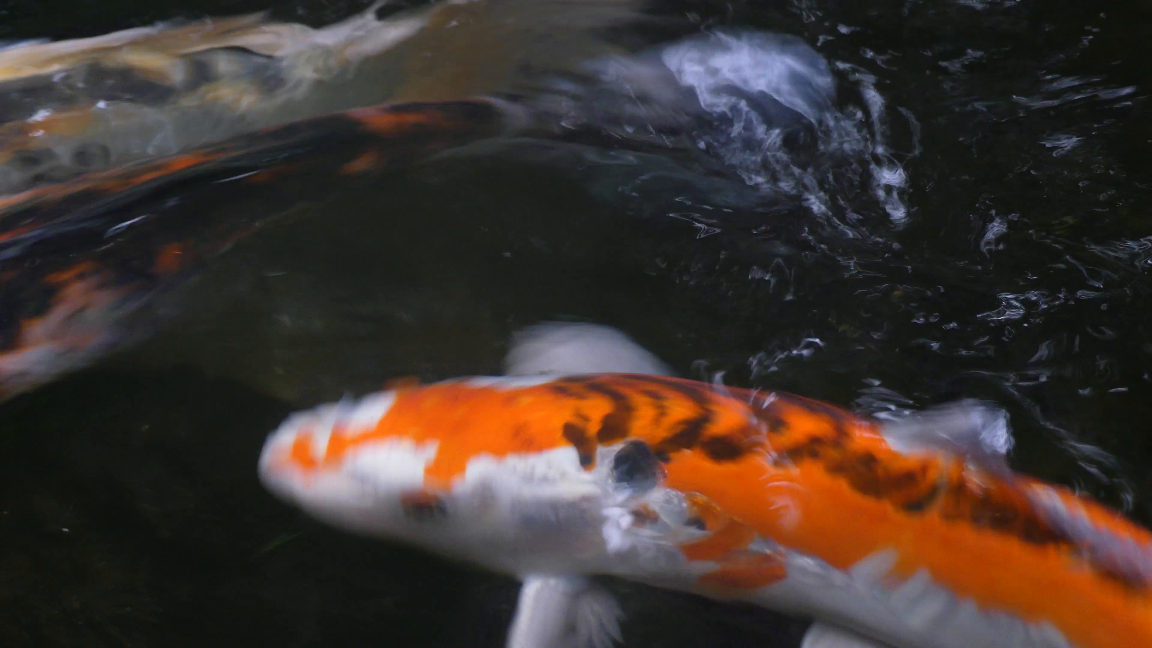 Koi carp fish swimming pond Stock Video Footage - VideoBlocks