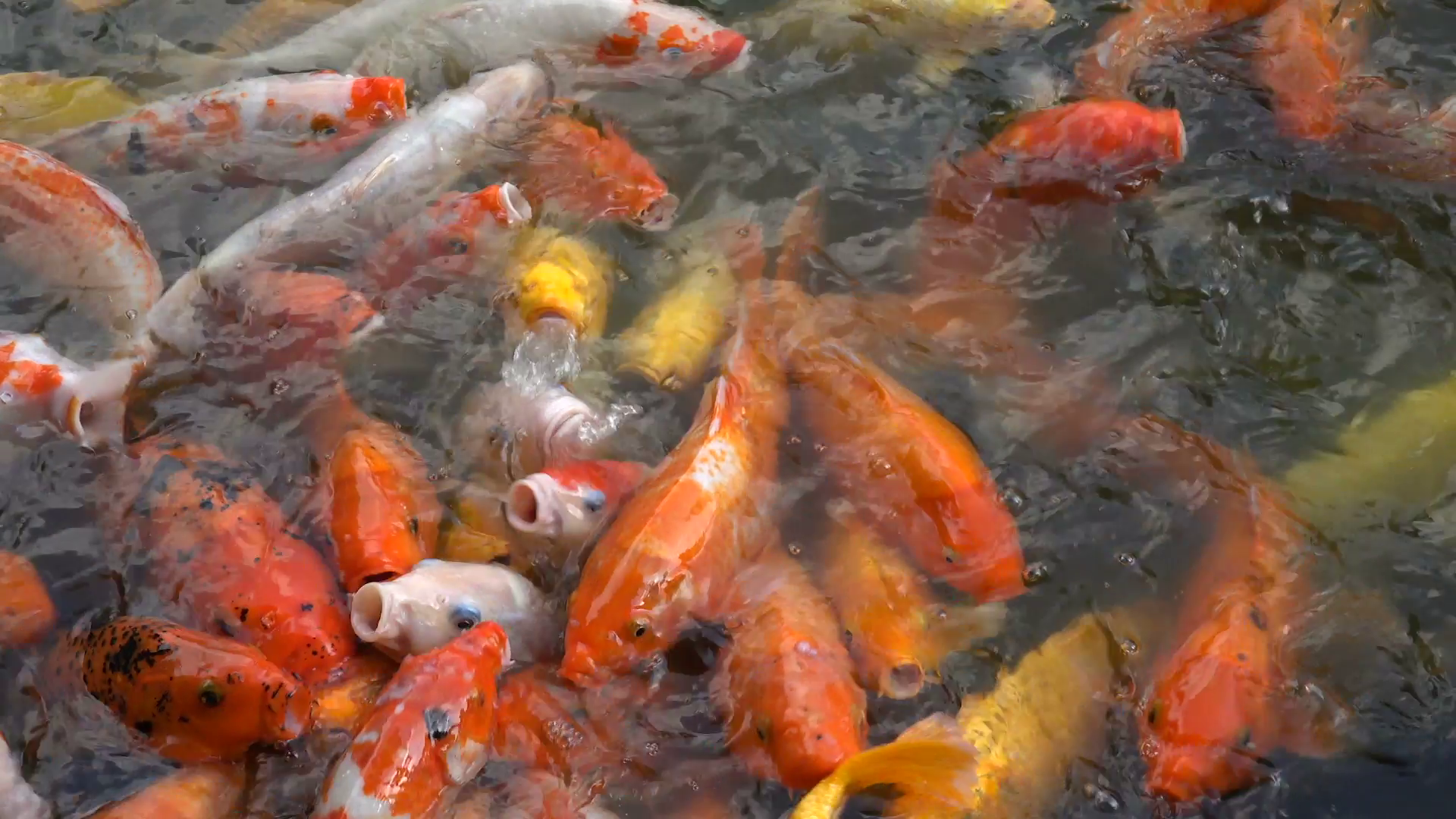 Hungry koi carp are waiting for food in the pond of a Japanese ...