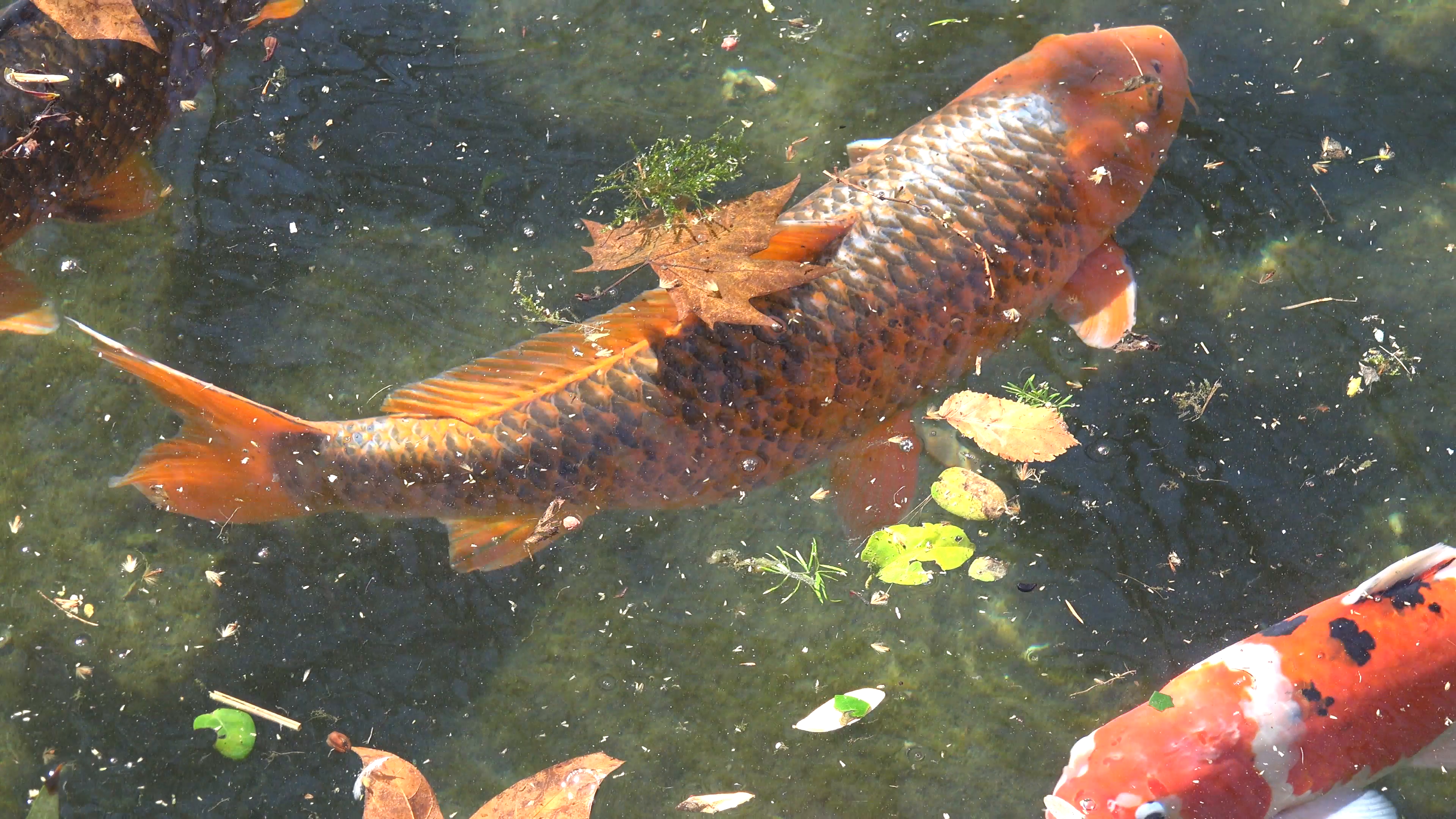 Koi carp. Koi fishes in a pond swimming top view Stock Video Footage ...