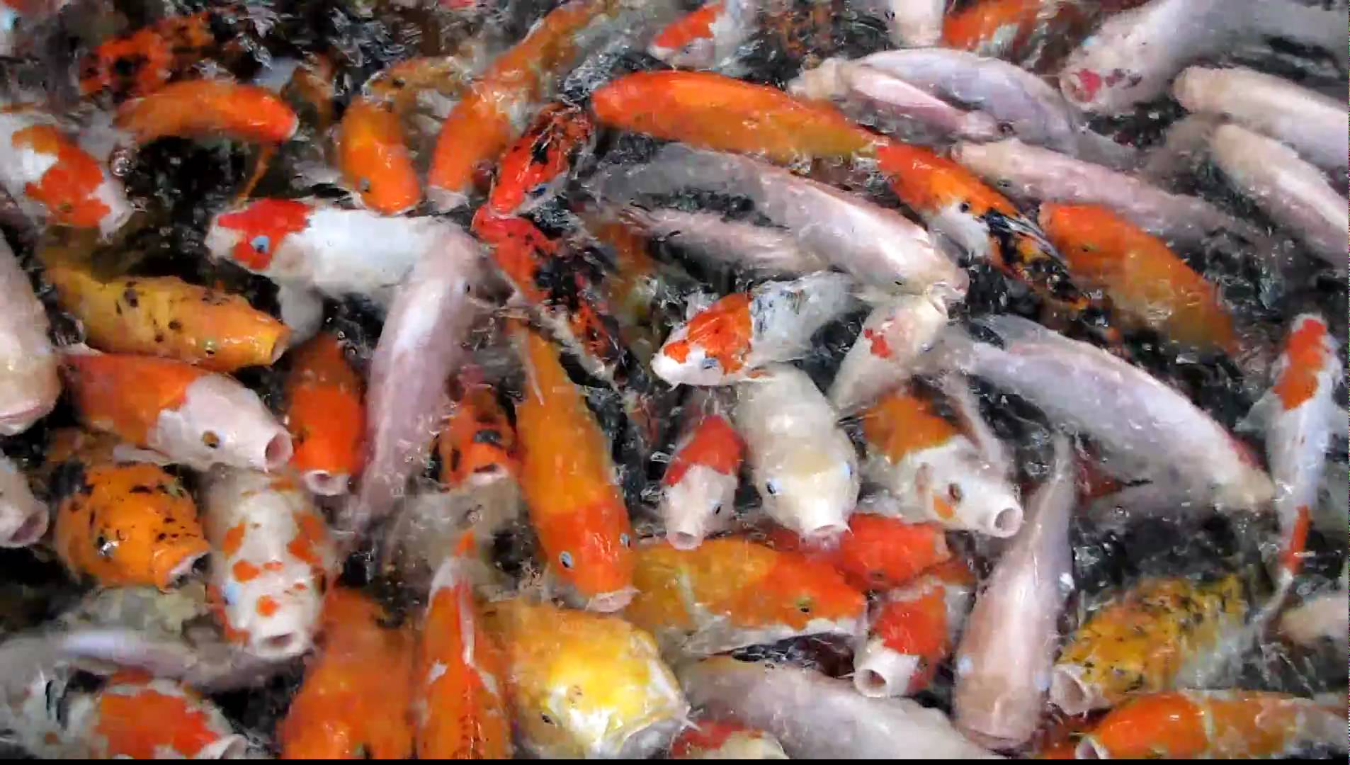 CRAZY Koi Carp Goldfish Feeding Frenzy - Kuala Lumpur - YouTube
