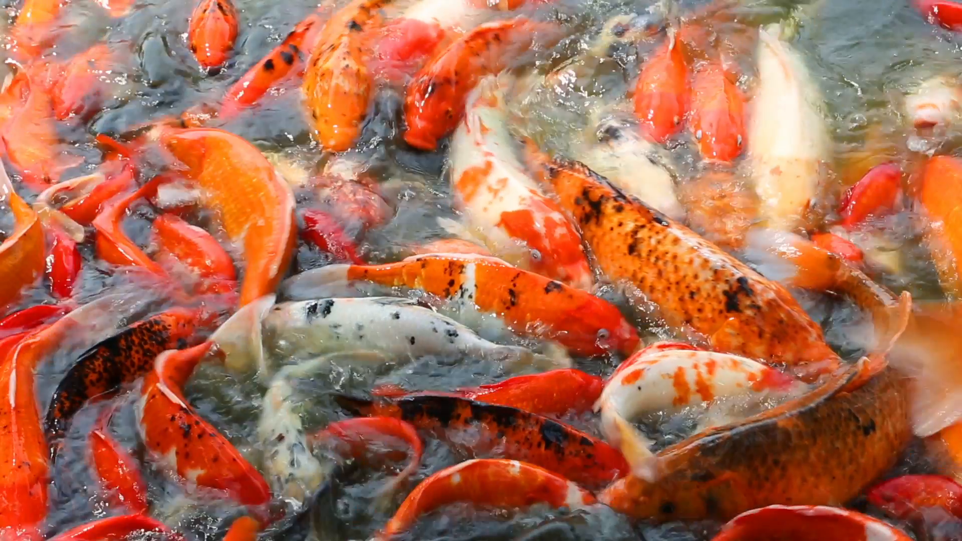 Colored carp feeding in shallow water in the pond, China Stock Video ...