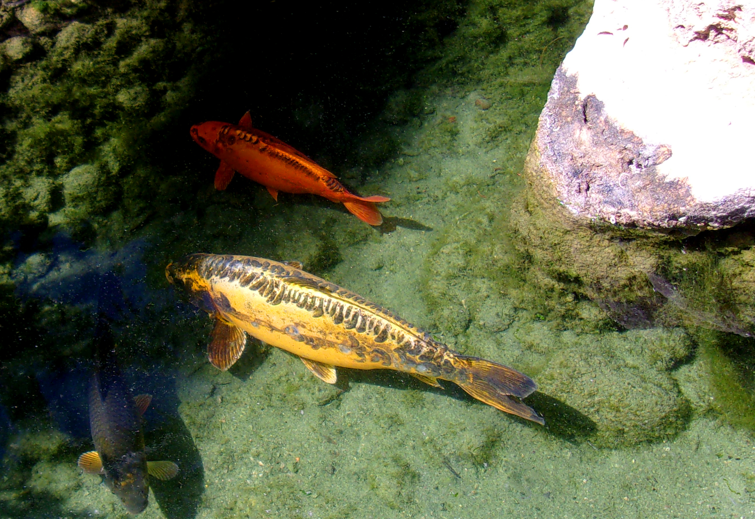 Koi carp swimming in a pond photo