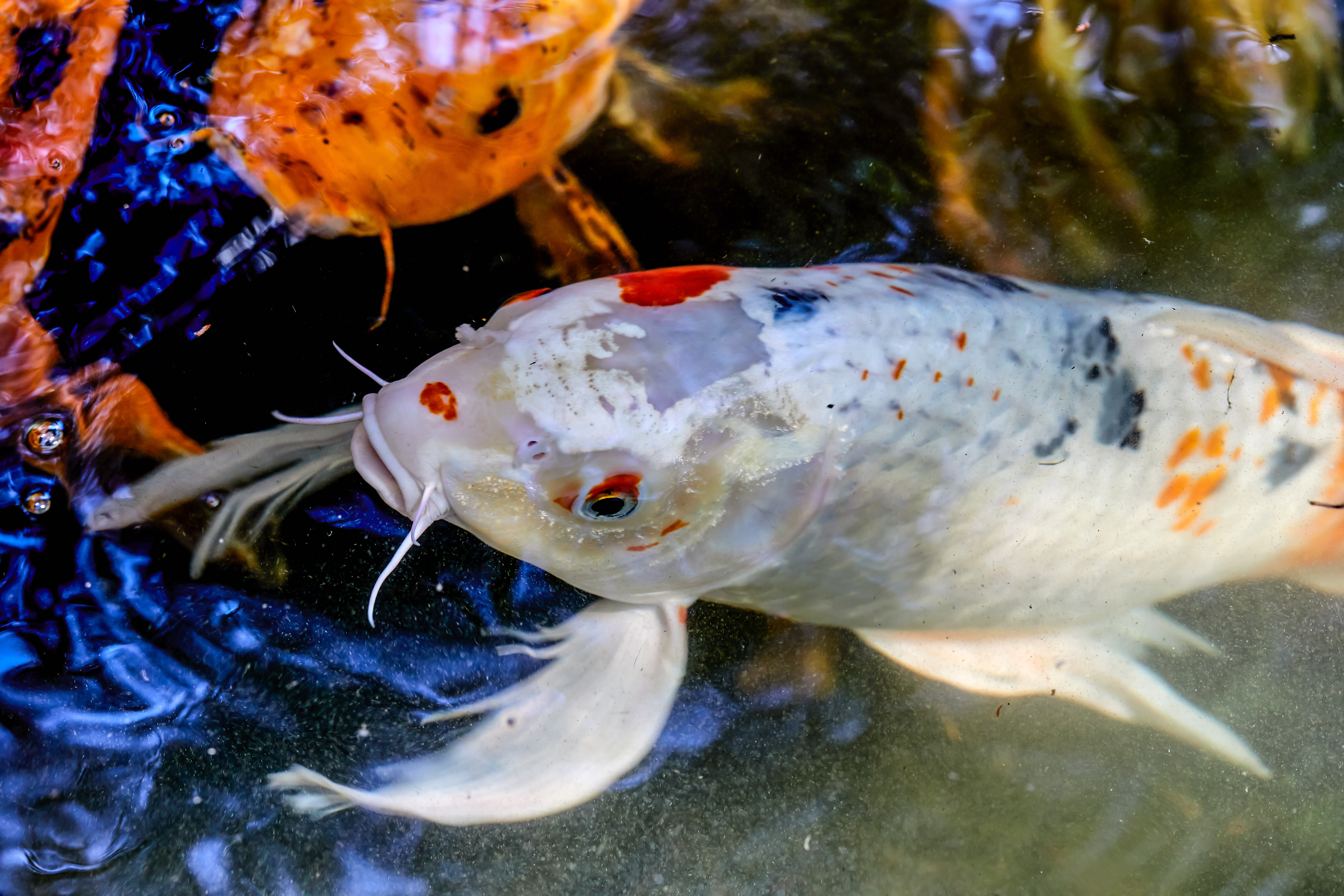 Silver White Koi Fish - Strosstock
