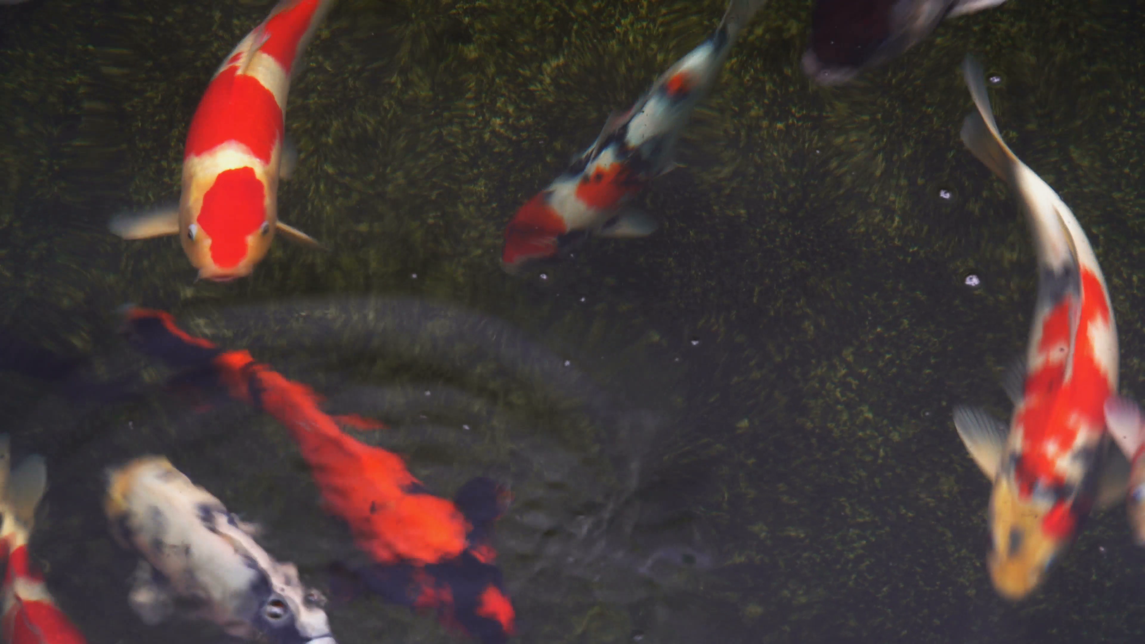 Japanese koi fish swim in pond, Exotic red carp in water pool Stock ...