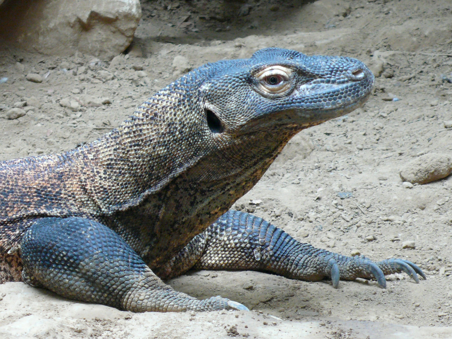 Komodo dragon photo