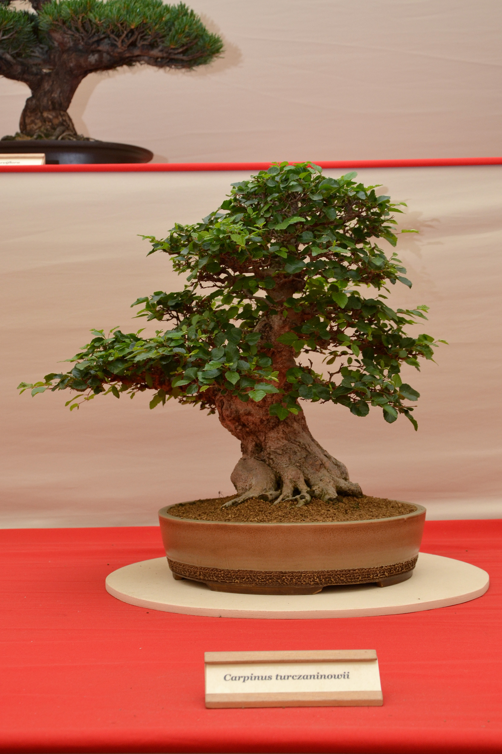 Korean hornbeam bonsai photo