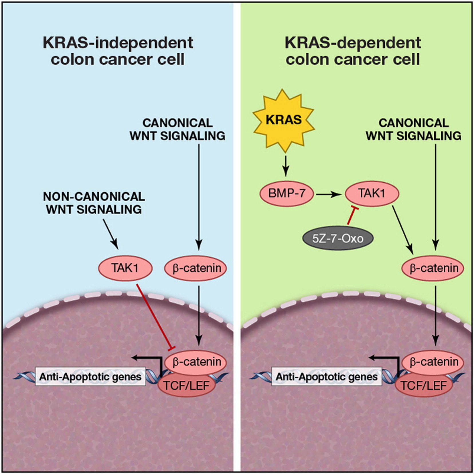 TAK1 Inhibition Promotes Apoptosis in KRAS-Dependent Colon Cancers: Cell