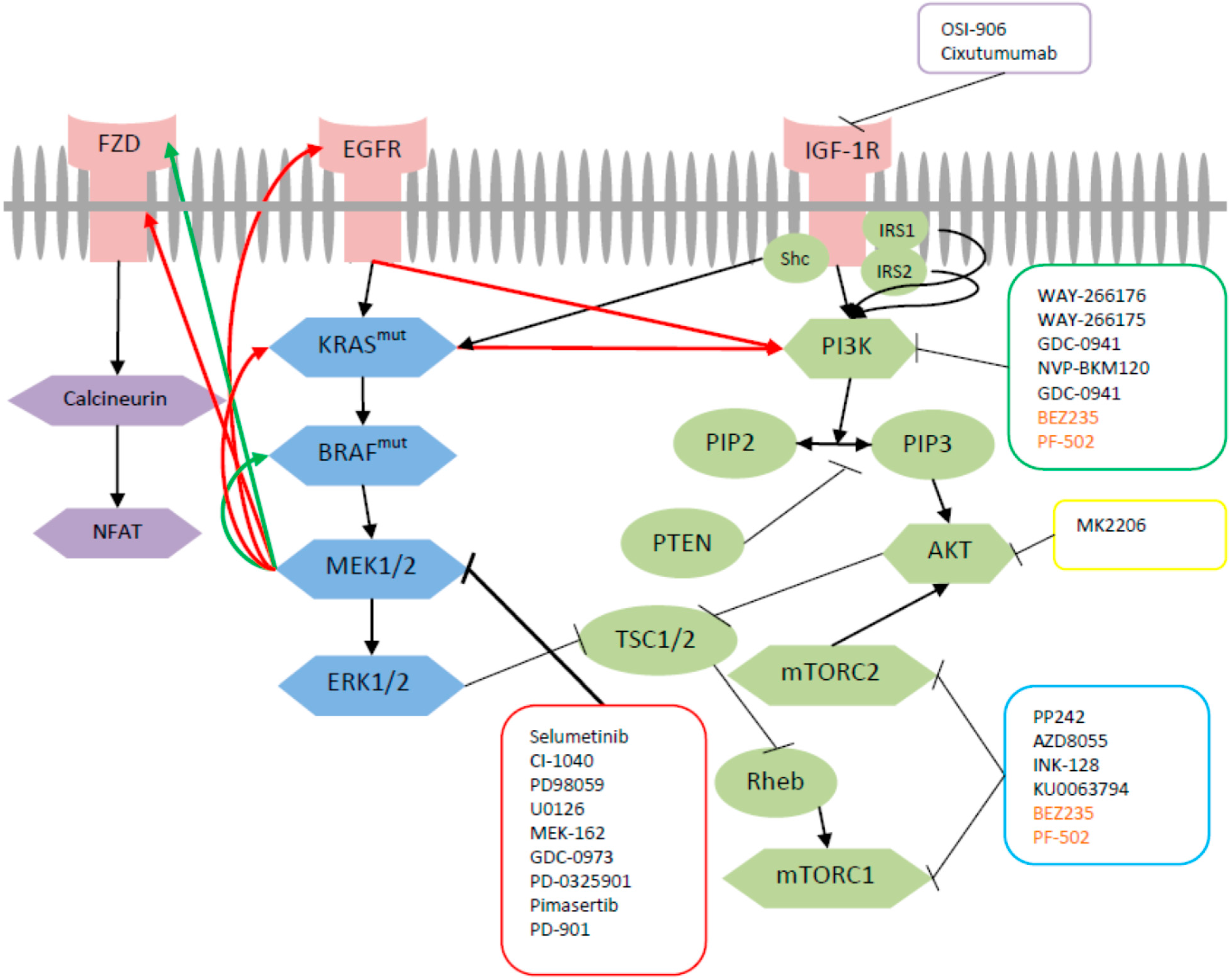 IJMS | Free Full-Text | Dual Inhibition of MEK and PI3K Pathway in ...