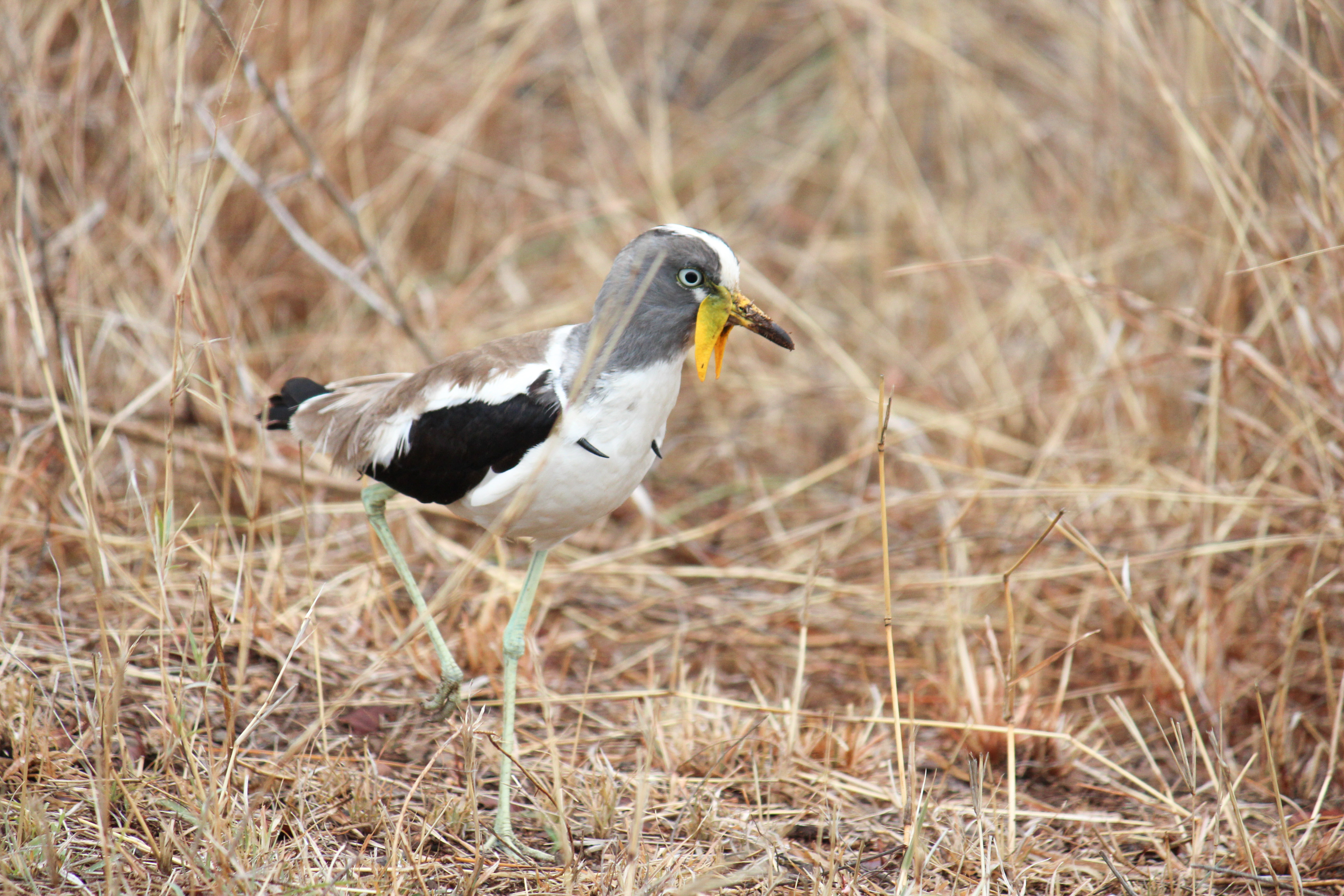 Kruger National Park South Africa, Bird, HQ Photo